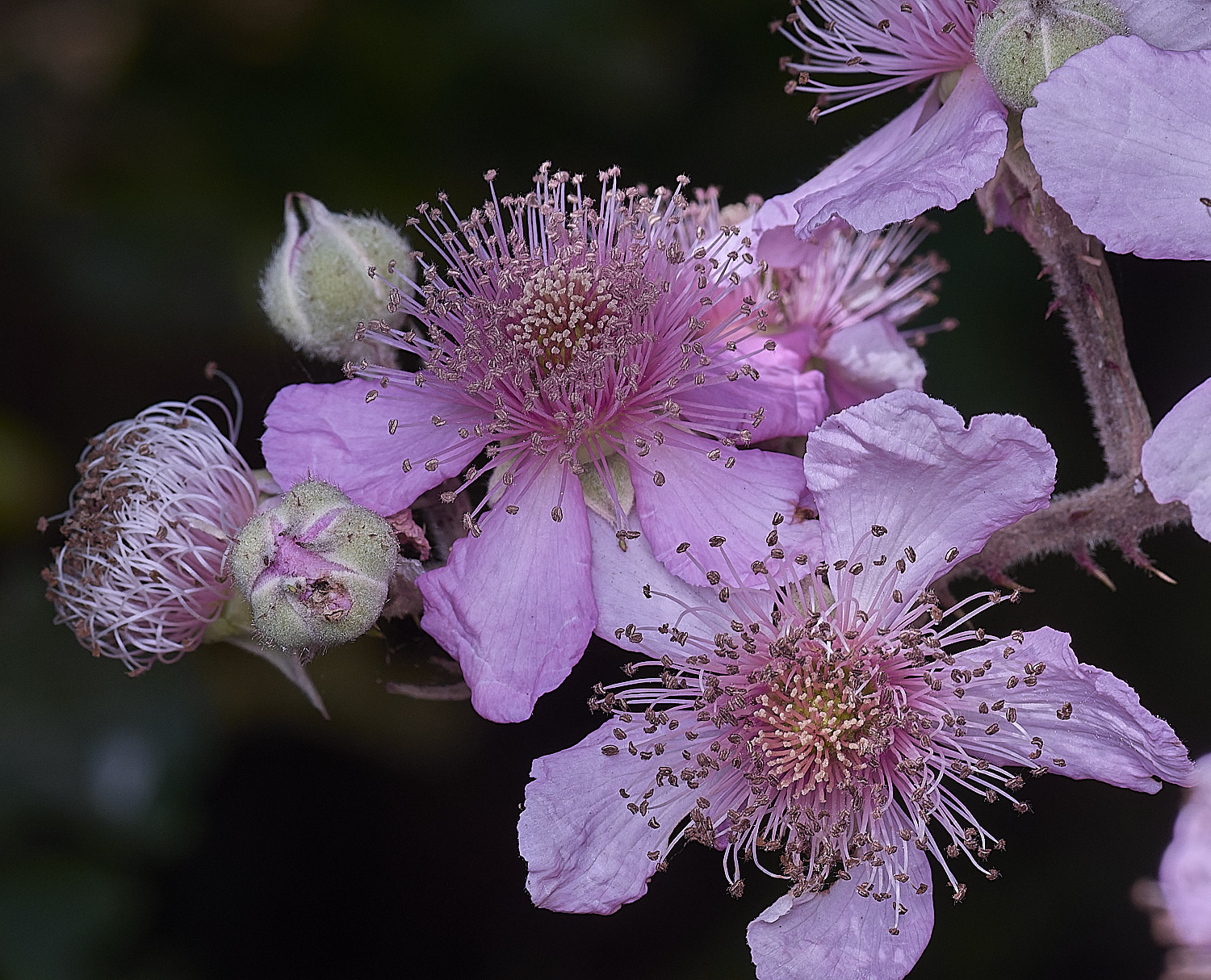 Hanworth2FlowerFlatlay240726-2