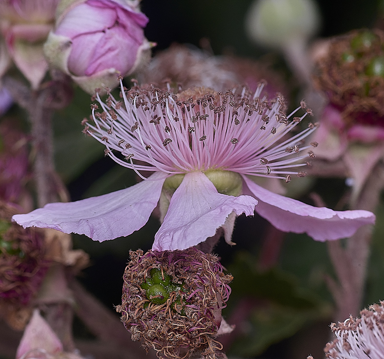 Hanworth2FlowerSideview240627-1