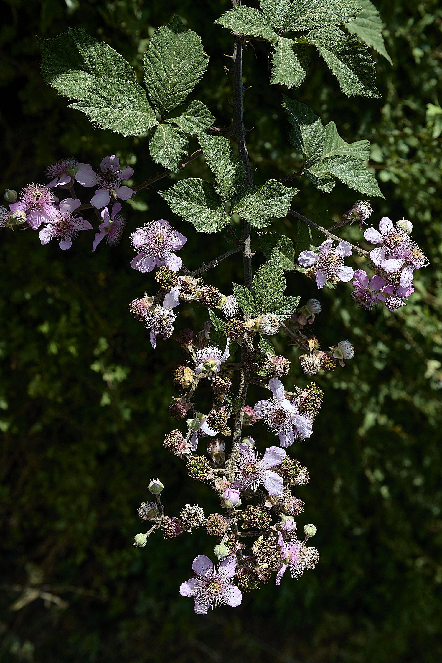 Hanworth2Inflorescence240726-2