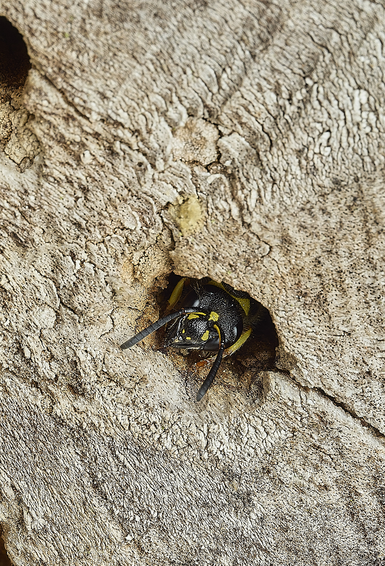 HanworthA nigricornis120426-1