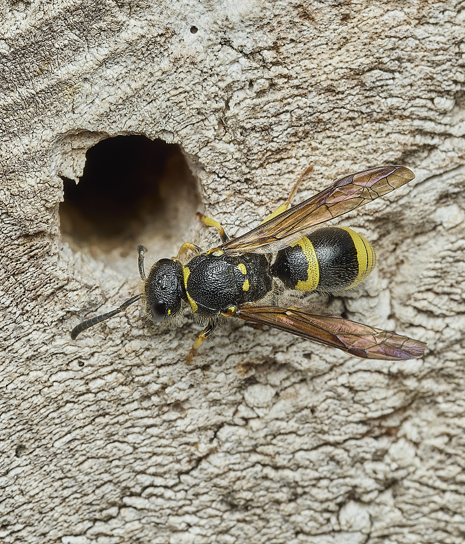 HanworthA nigricornis120426-2