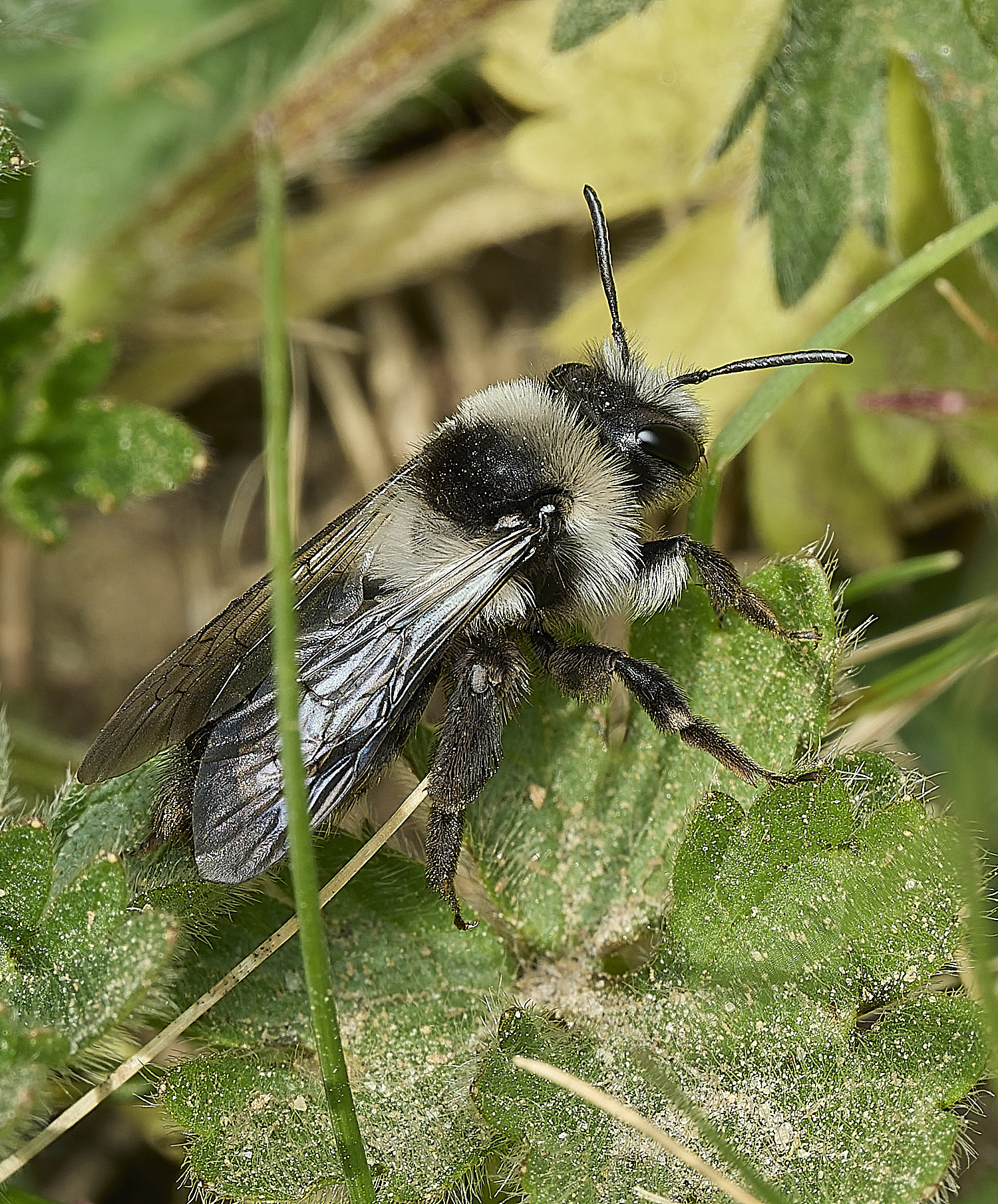 HanworthAcinerea070426-1