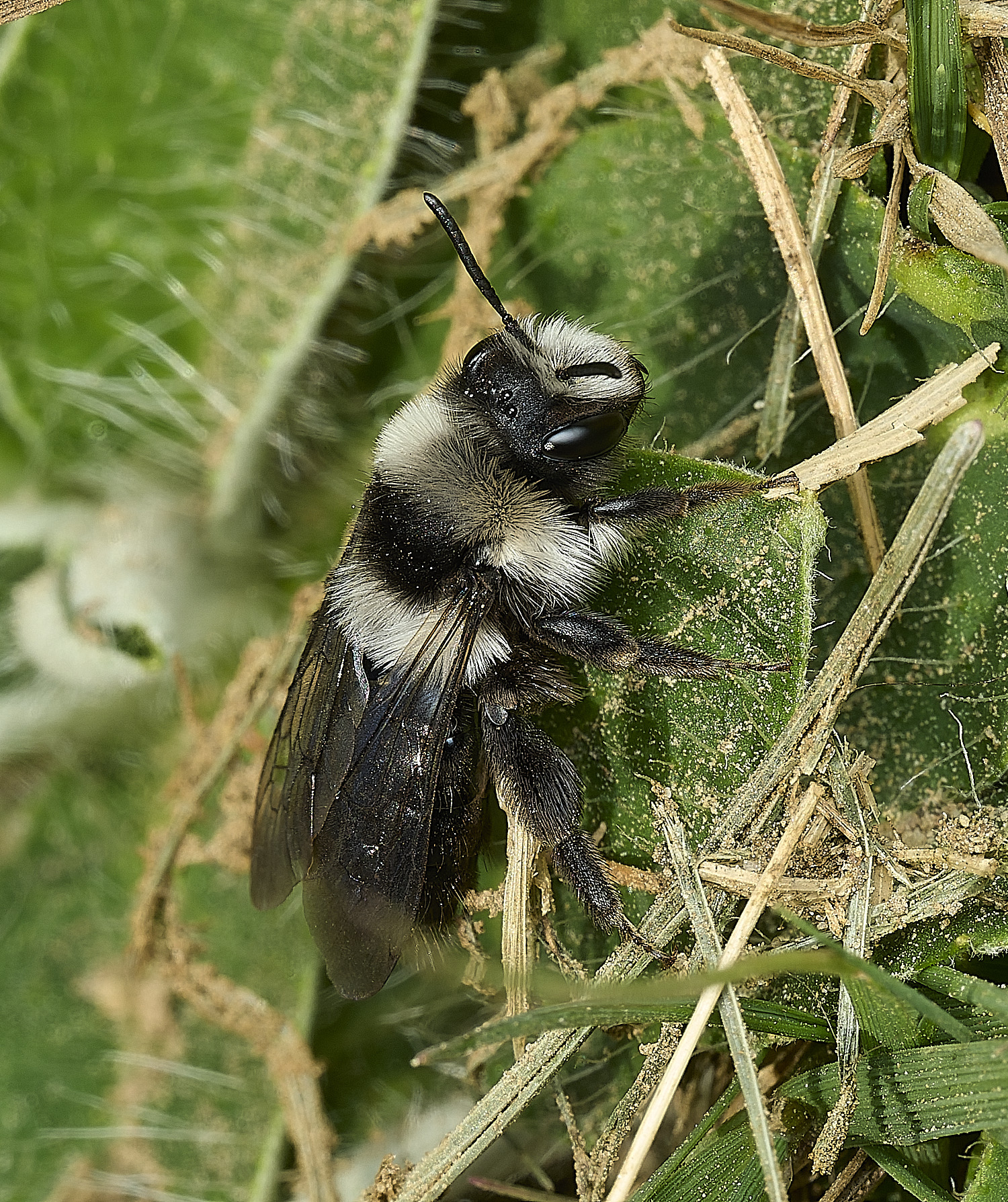 HanworthAcinerea070426-2