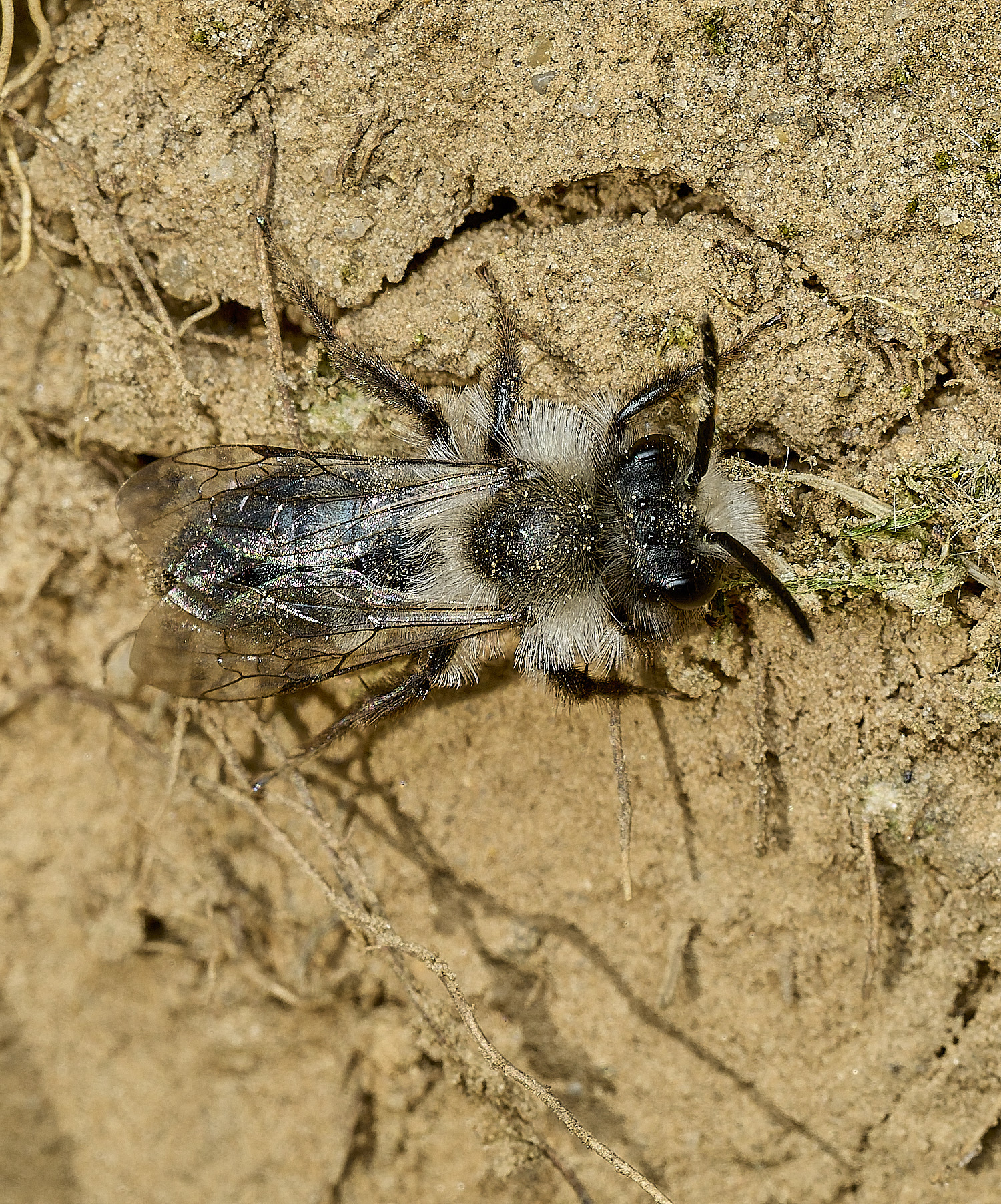 HanworthAcinerea070426-3