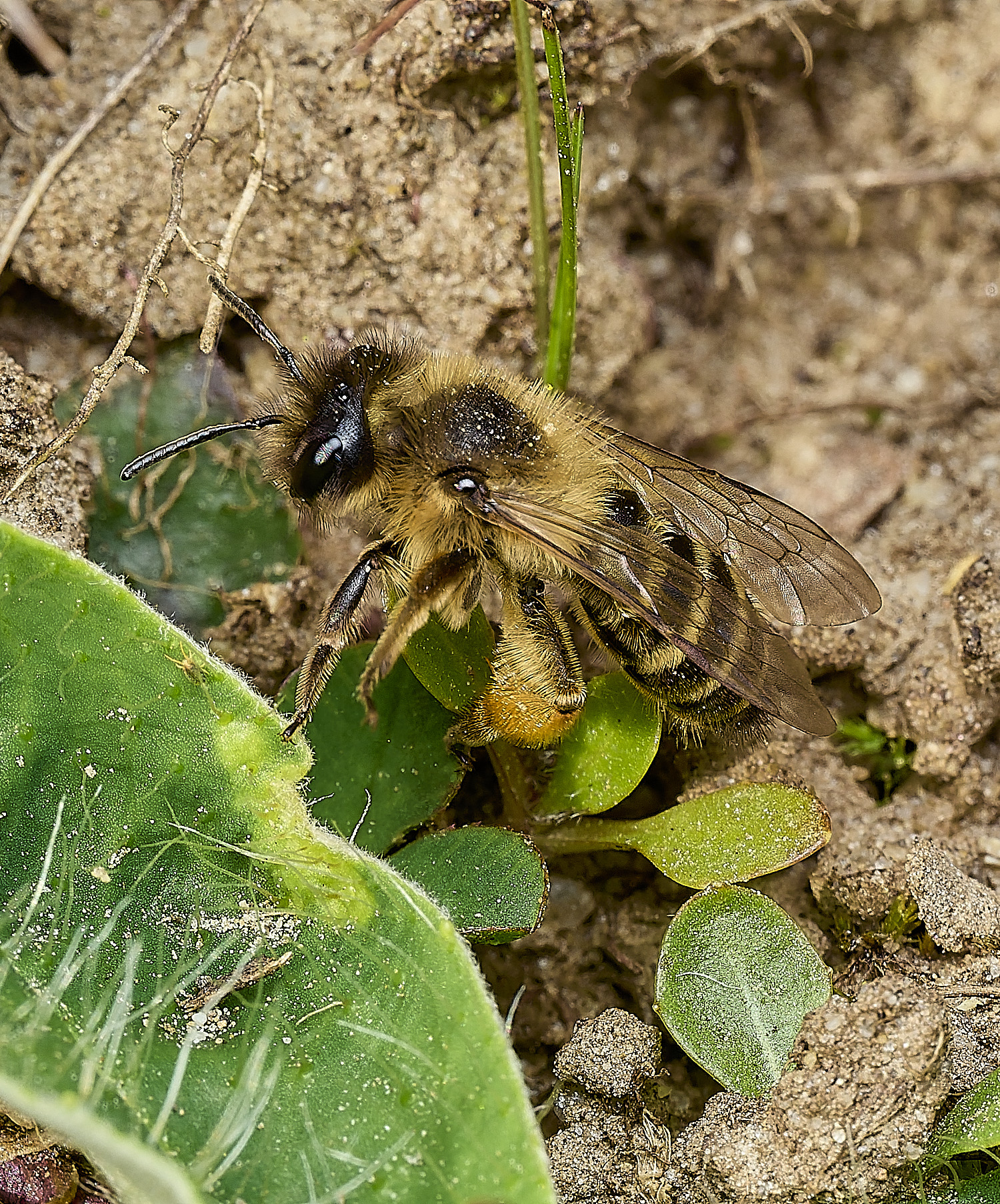 HanworthAflavipes070426-1