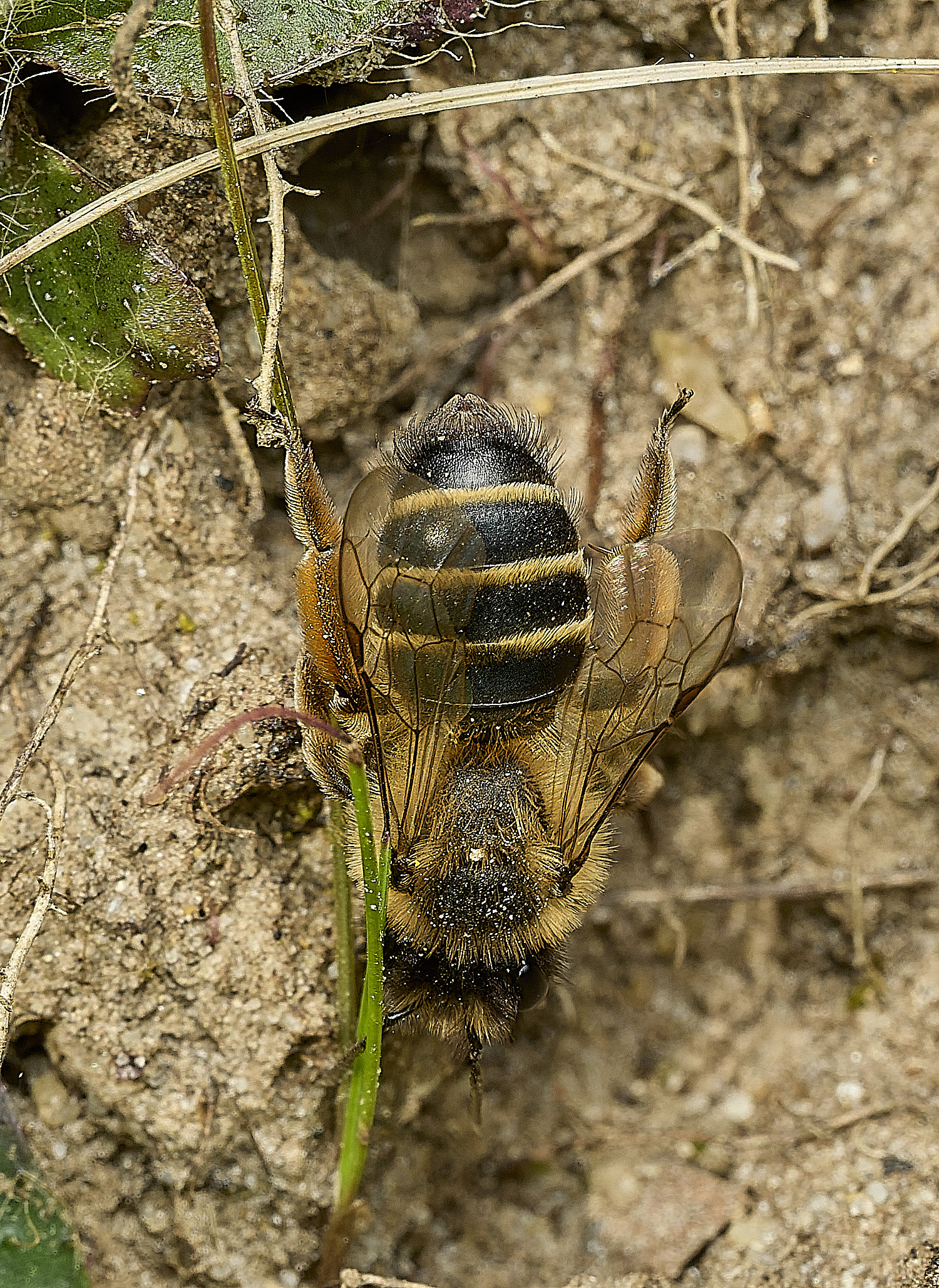 HanworthAflavipes070426-2