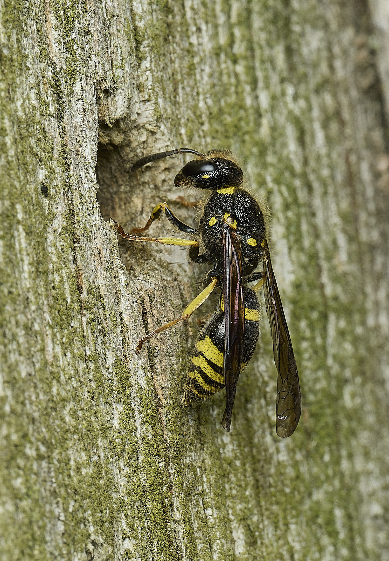 HanworthAgazella090426-1