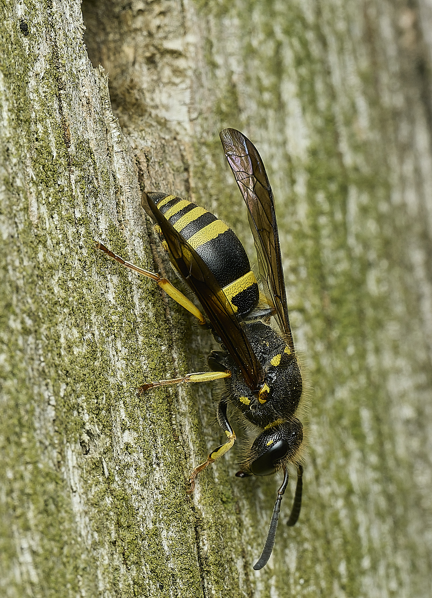 HanworthAgazella090426-3