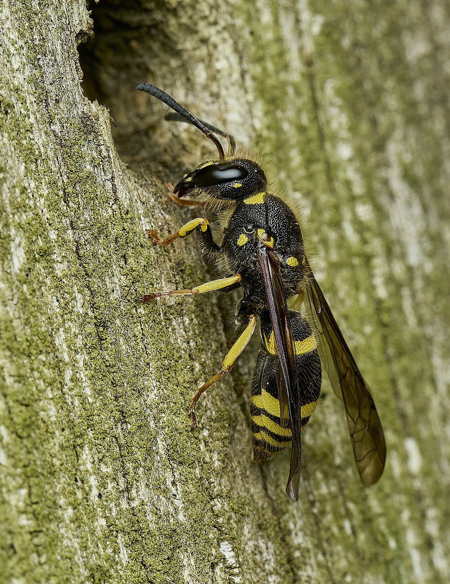 HanworthAgazella090426-4