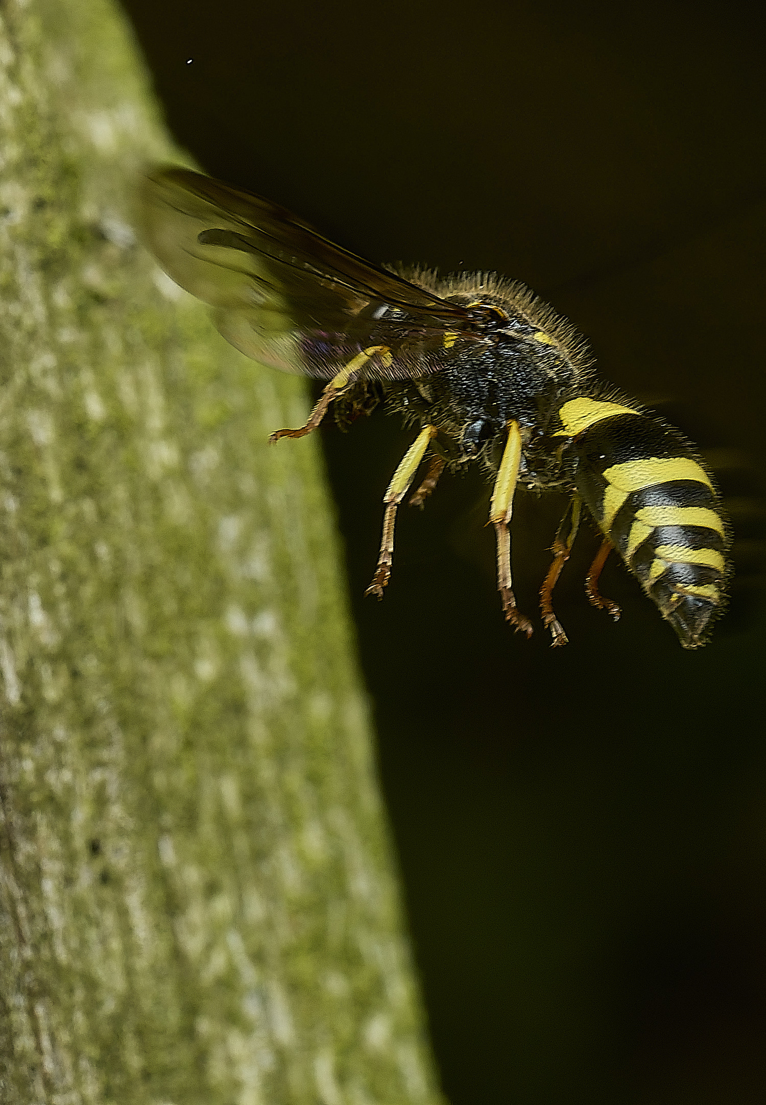 HanworthAgazella090426-5