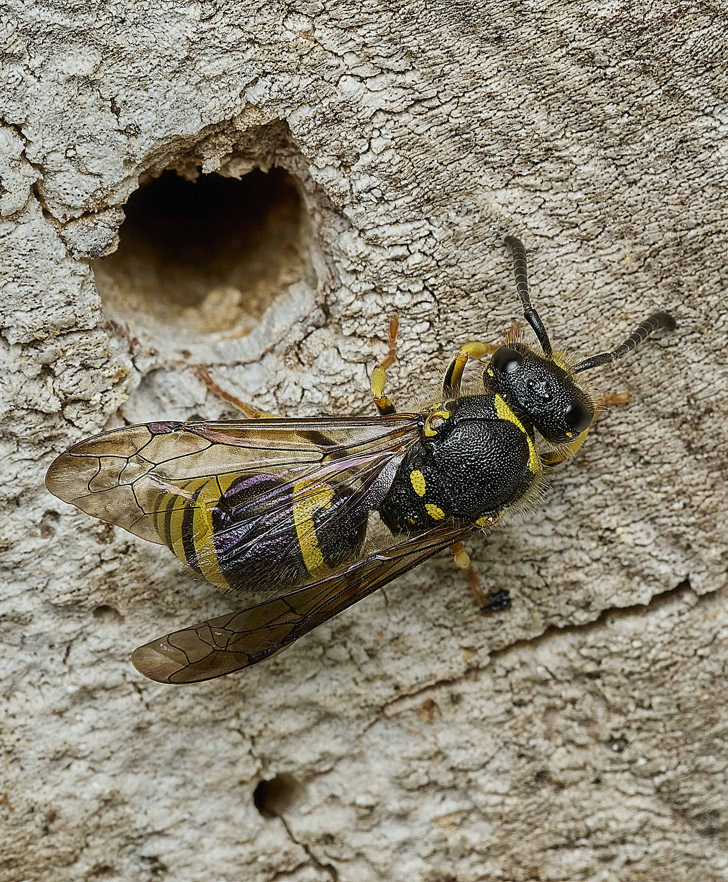 HanworthAgazella100426-1