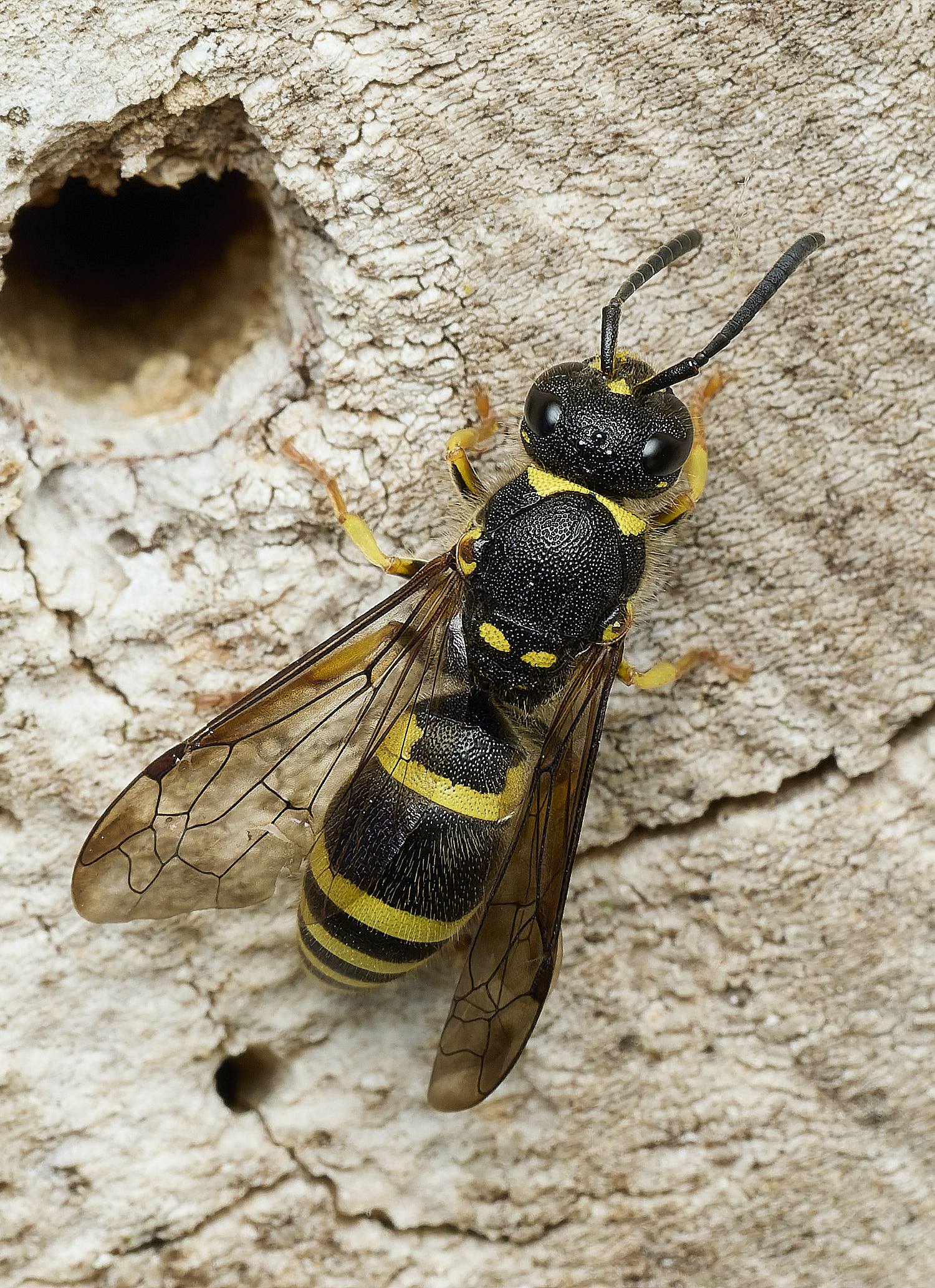 HanworthAgazella100426-2