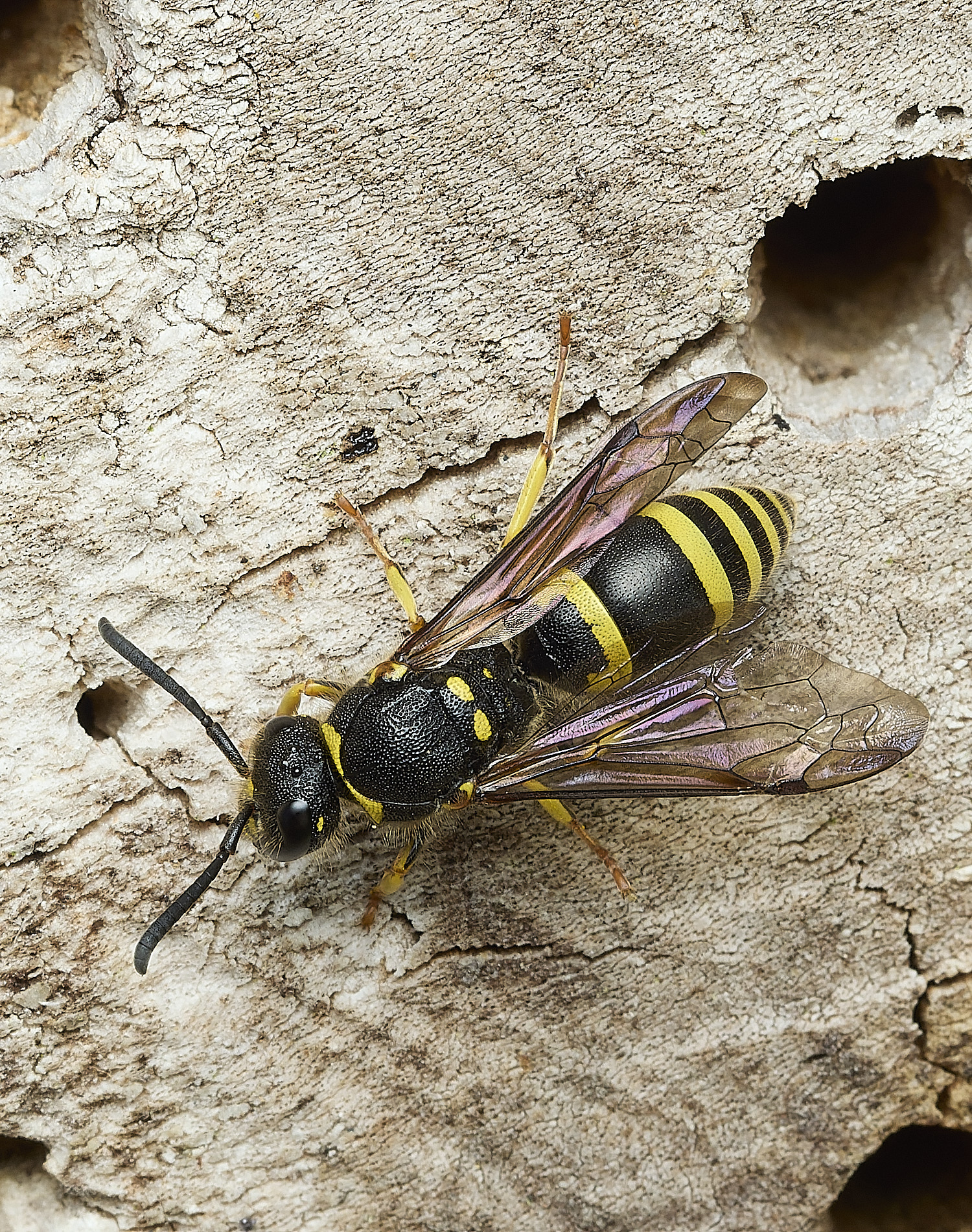 HanworthAgazella100426-3