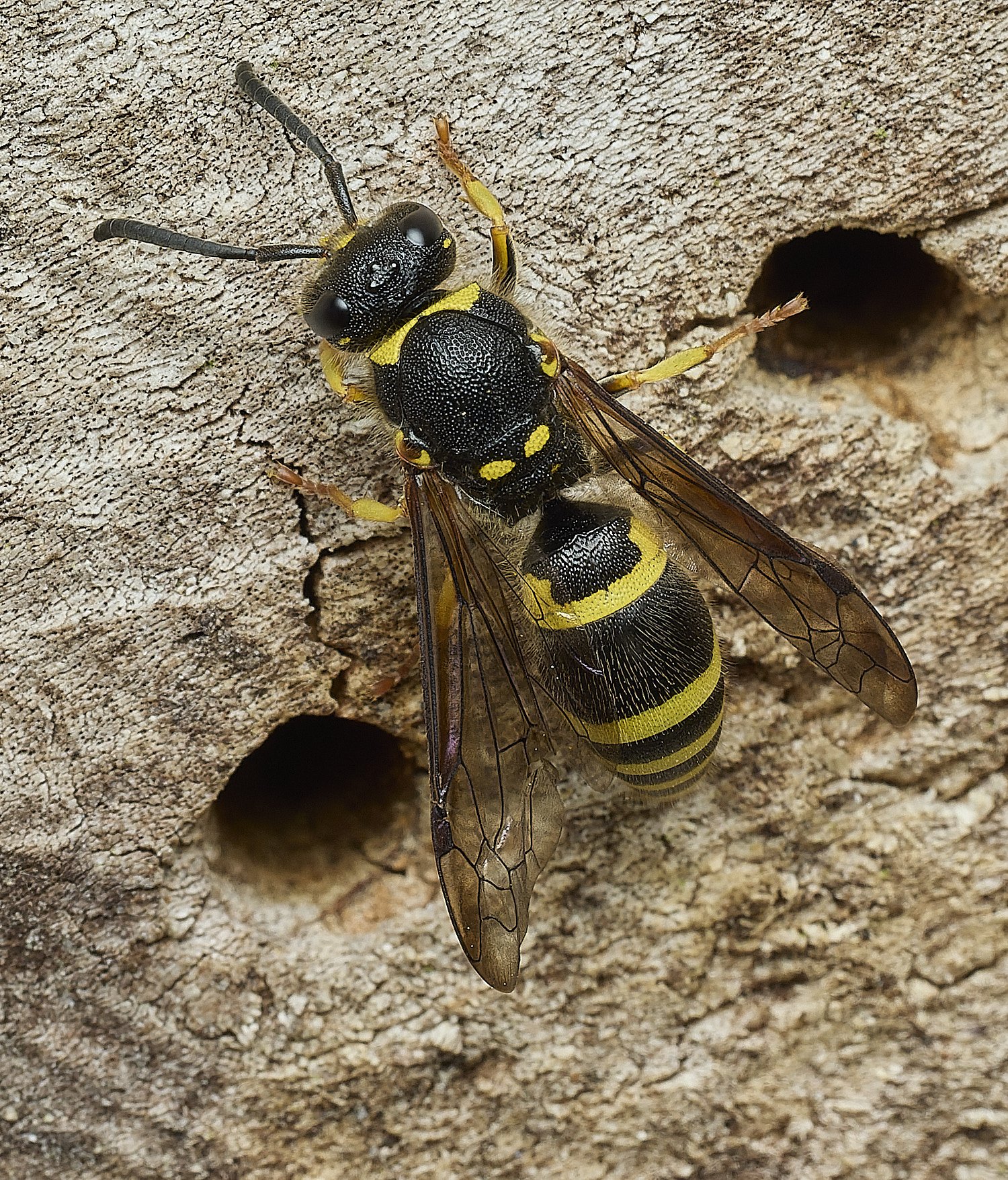 HanworthAgazella100426-4