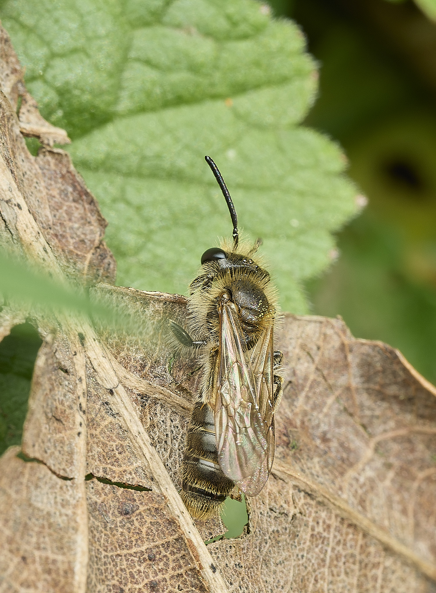 HanworthAhaemorrhoa060426-1