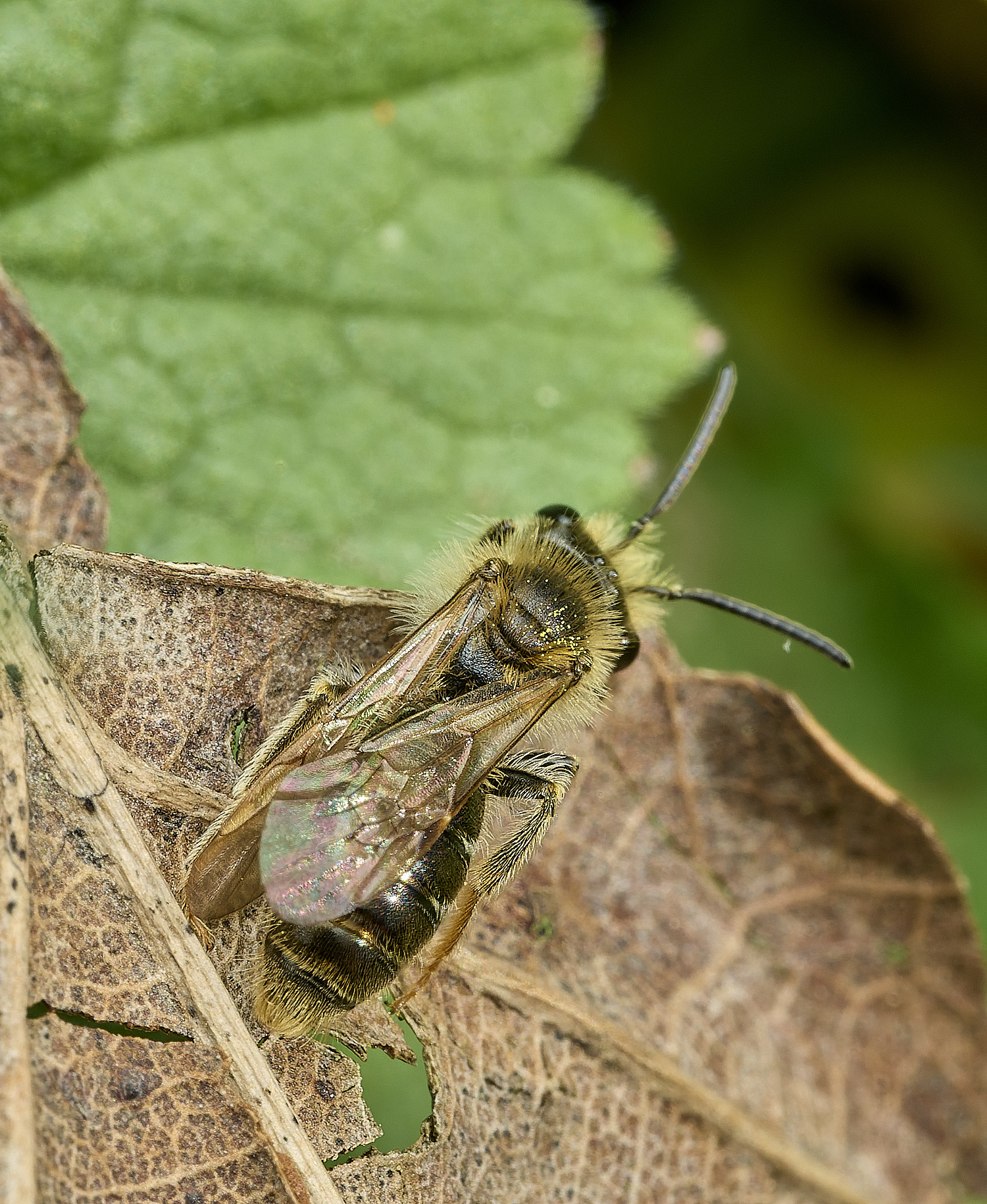 HanworthAhaemorrhoa060426-2