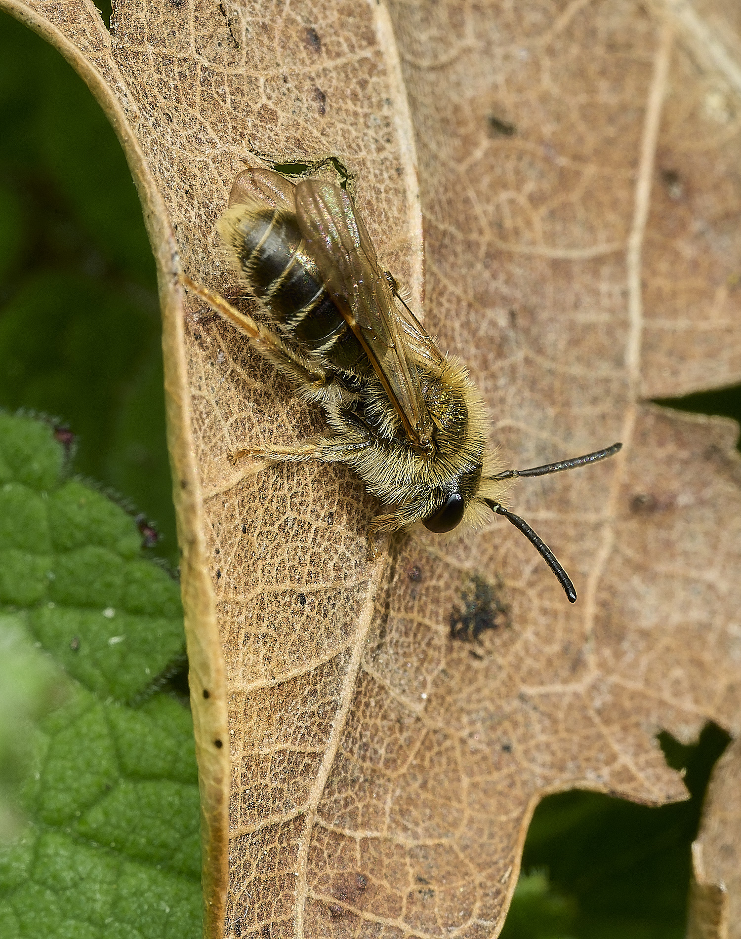 HanworthAhaemorrhoa060426-3