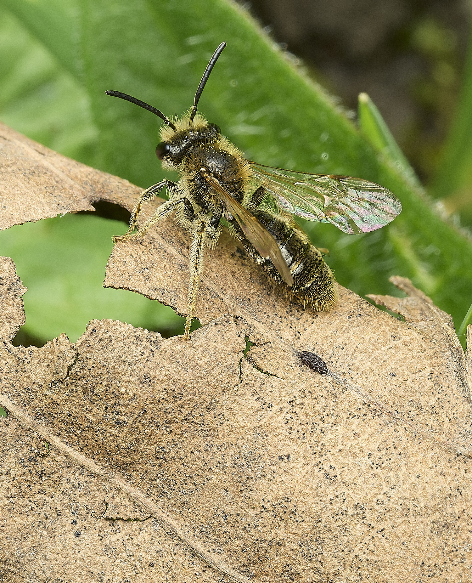 HanworthAhaemorrhoa060426-4