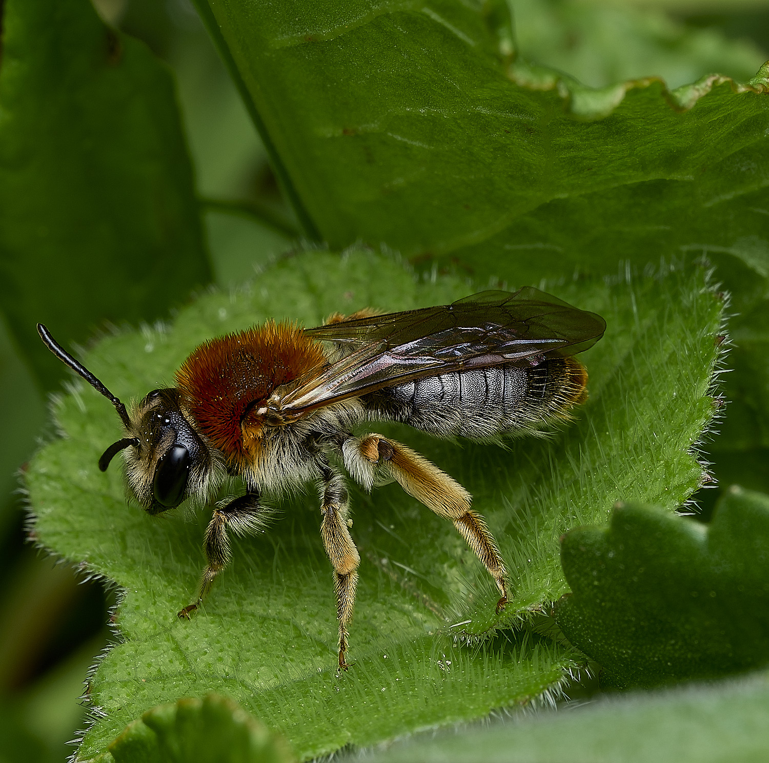 HanworthAhaemorrhoa170426-1