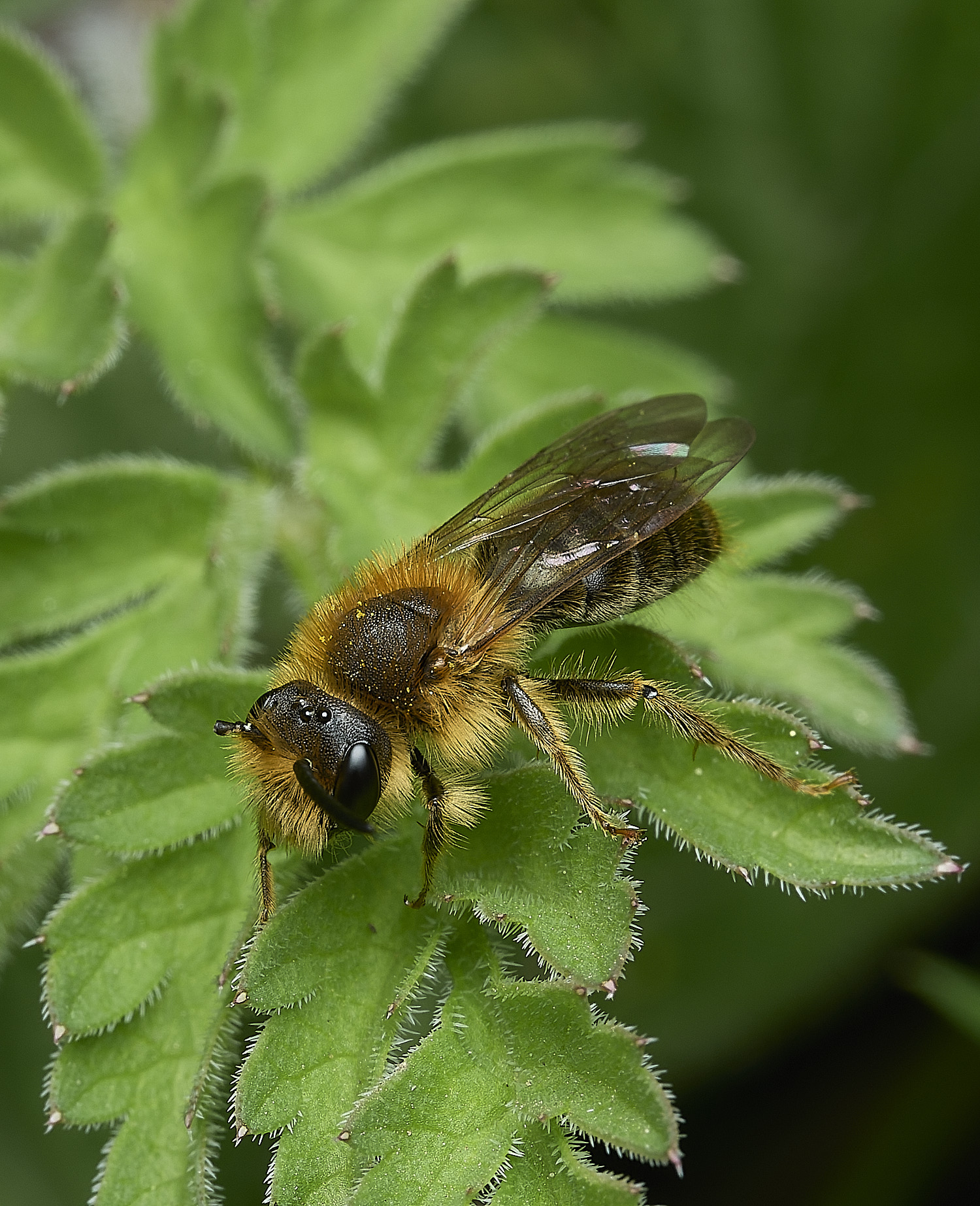 HanworthAhaemorrhoa170426-10