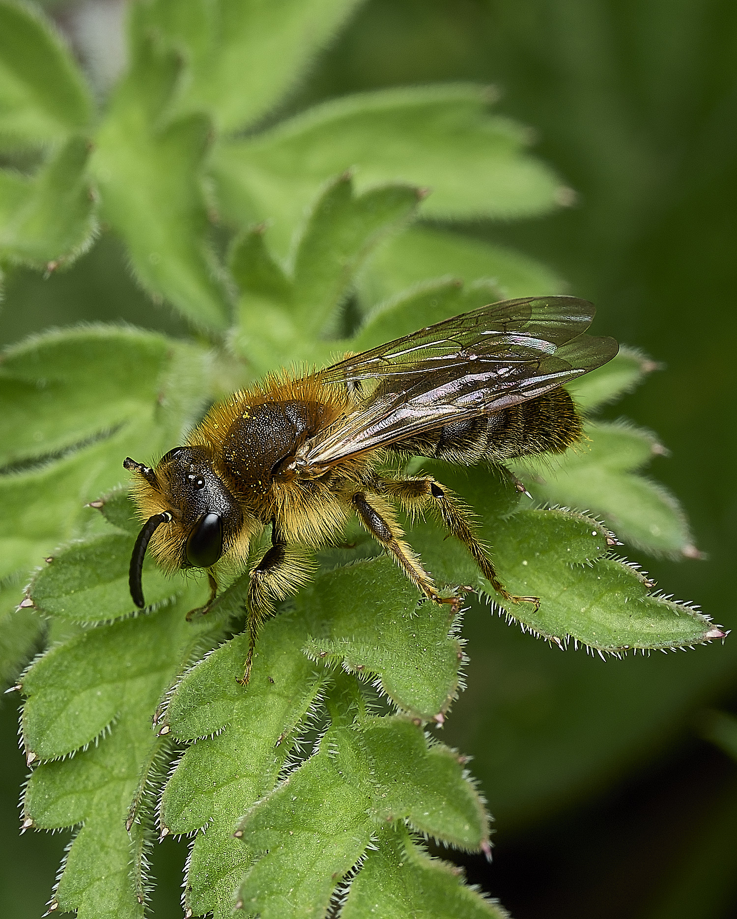 HanworthAhaemorrhoa170426-11