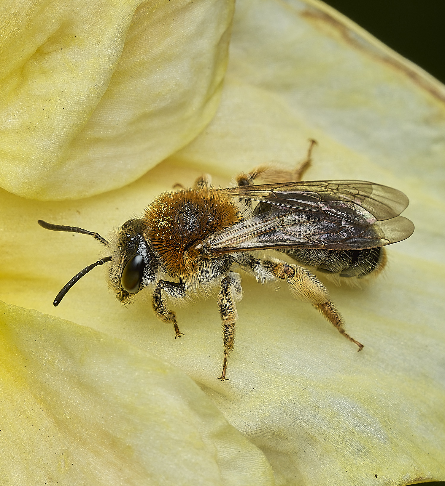 HanworthAhaemorrhoa170426-2