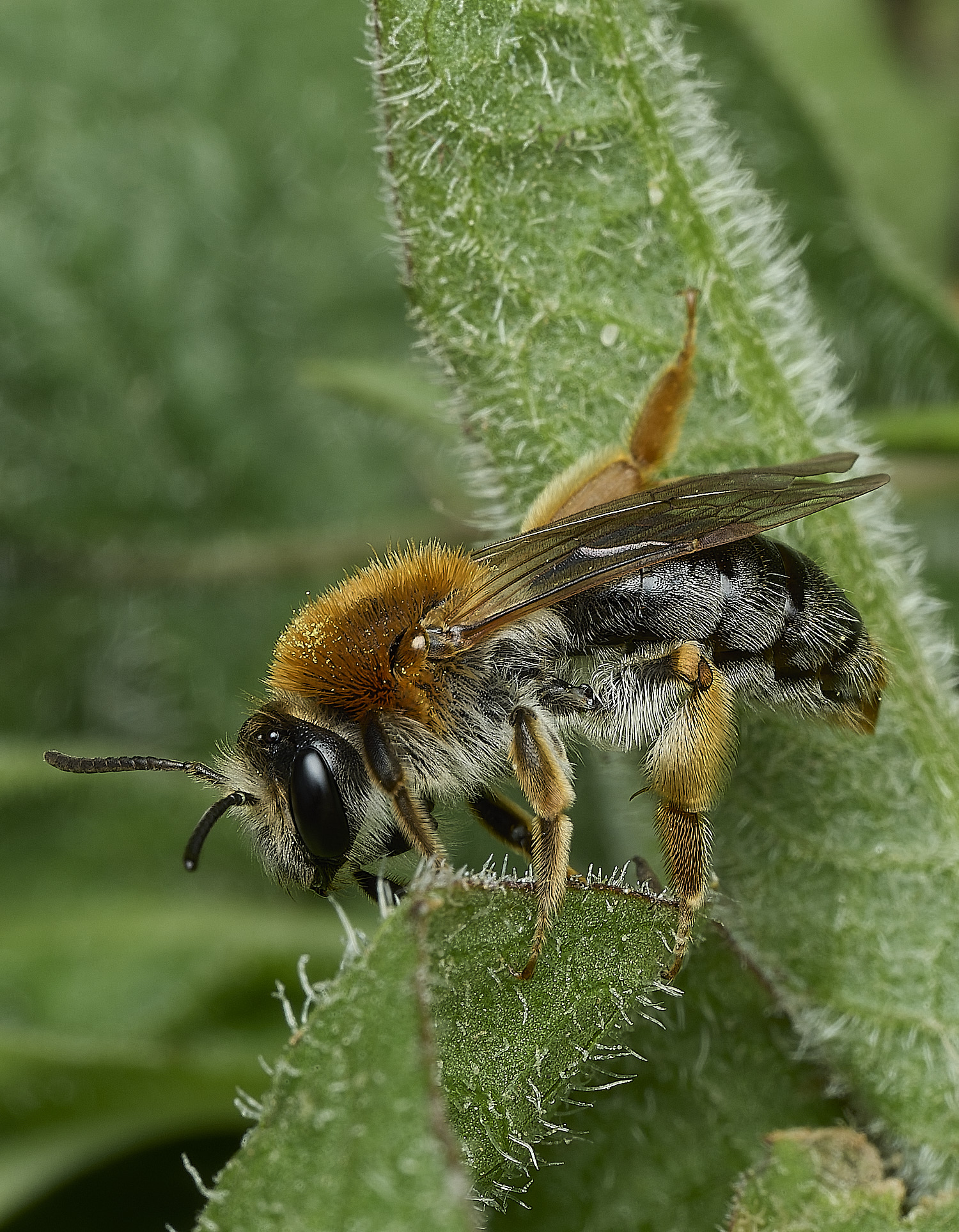 HanworthAhaemorrhoa170426-3