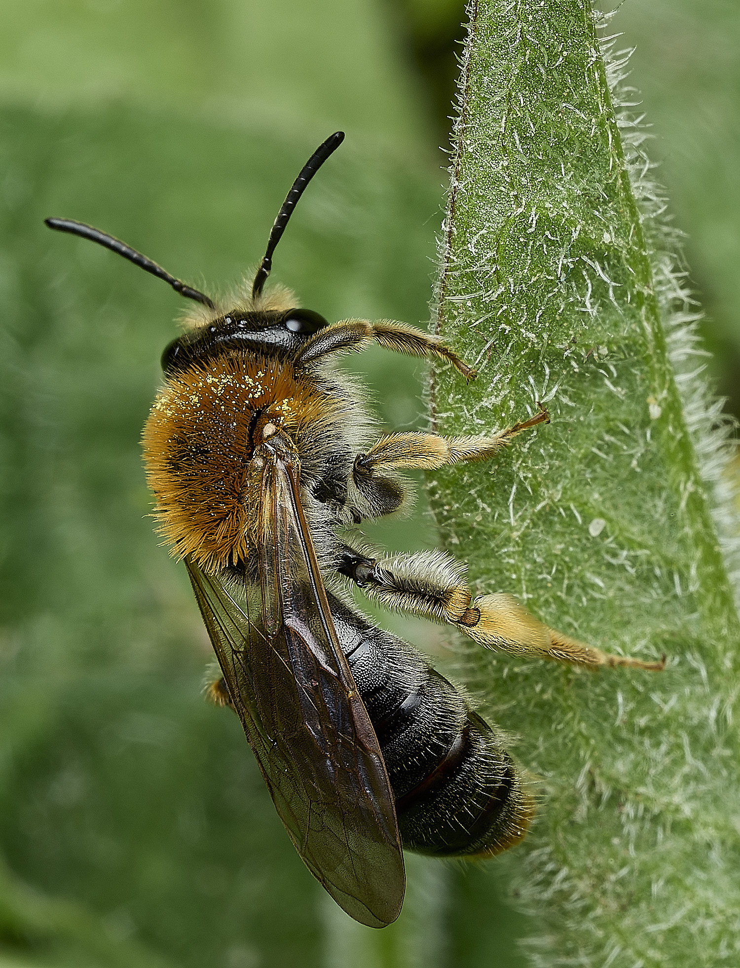 HanworthAhaemorrhoa170426-4