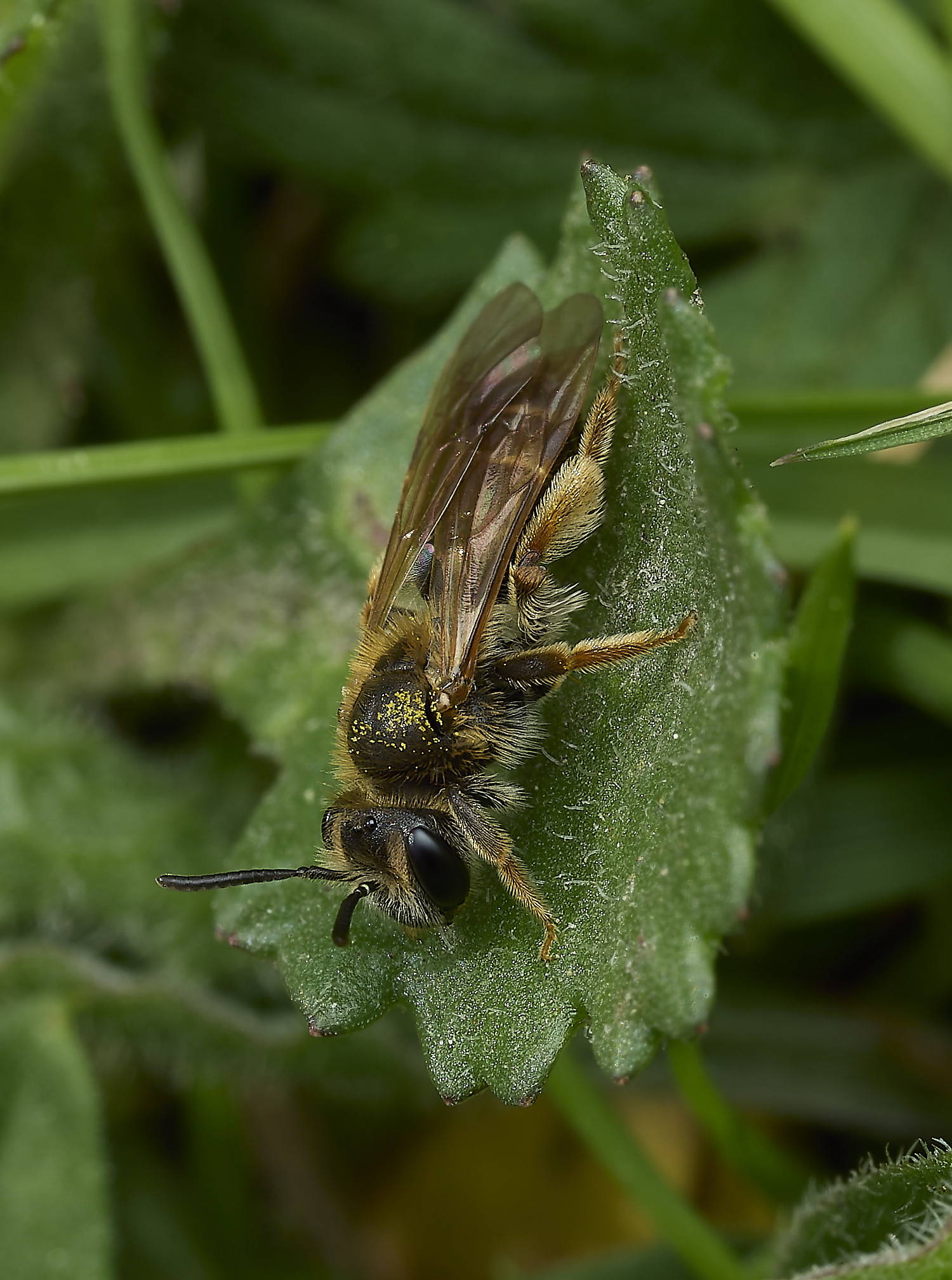 HanworthAhaemorrhoa170426-5