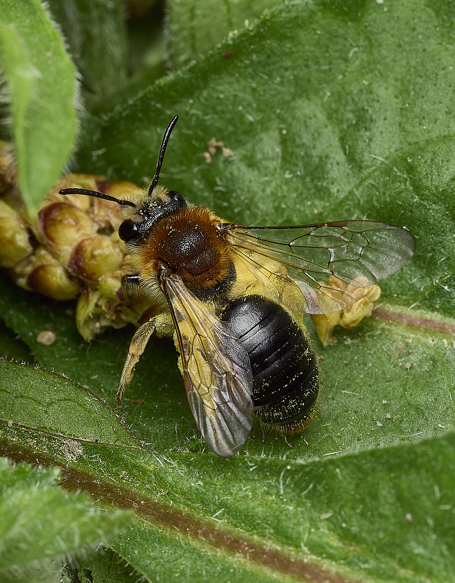 HanworthAhaemorrhoa170426-6