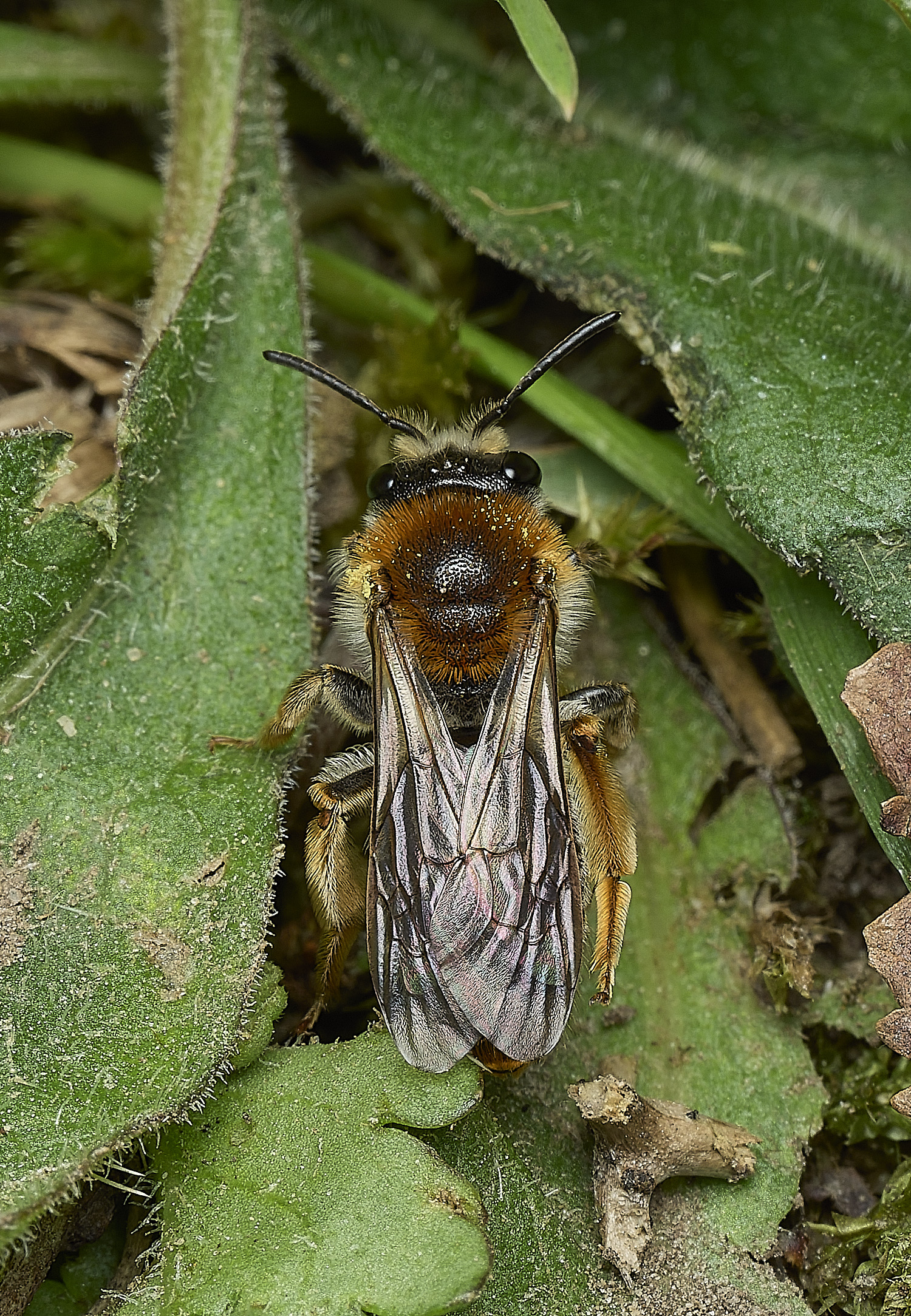 HanworthAhaemorrhoa170426-7