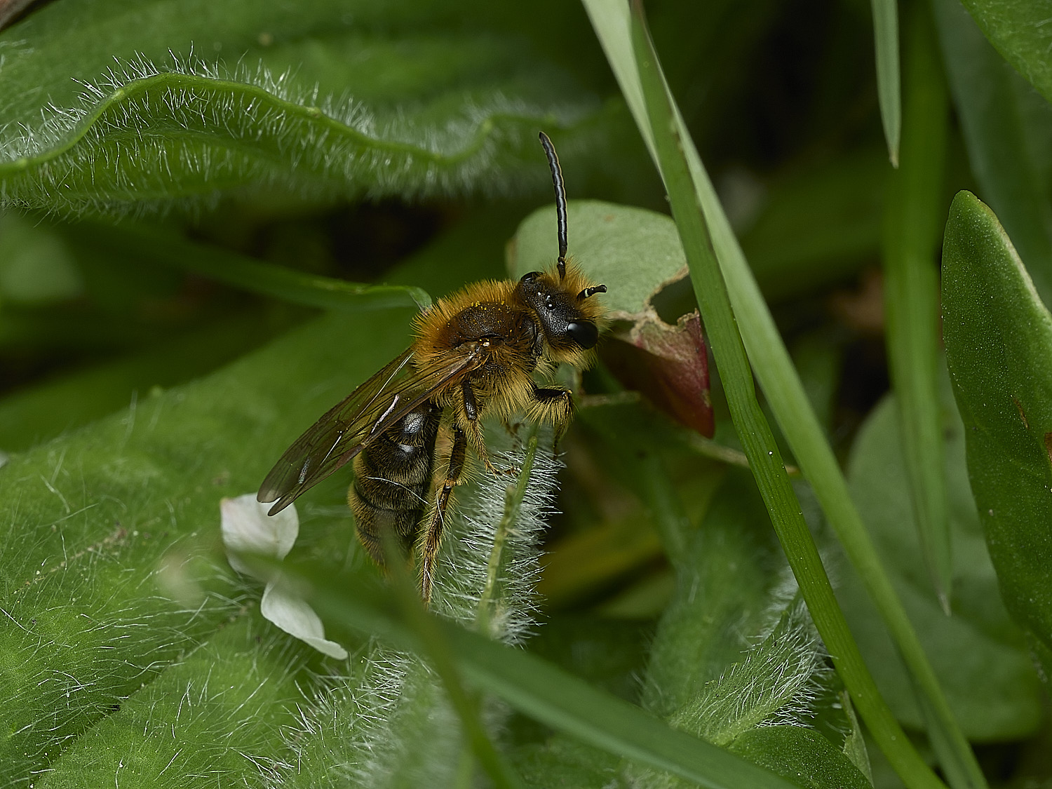 HanworthAhaemorrhoa170426-8