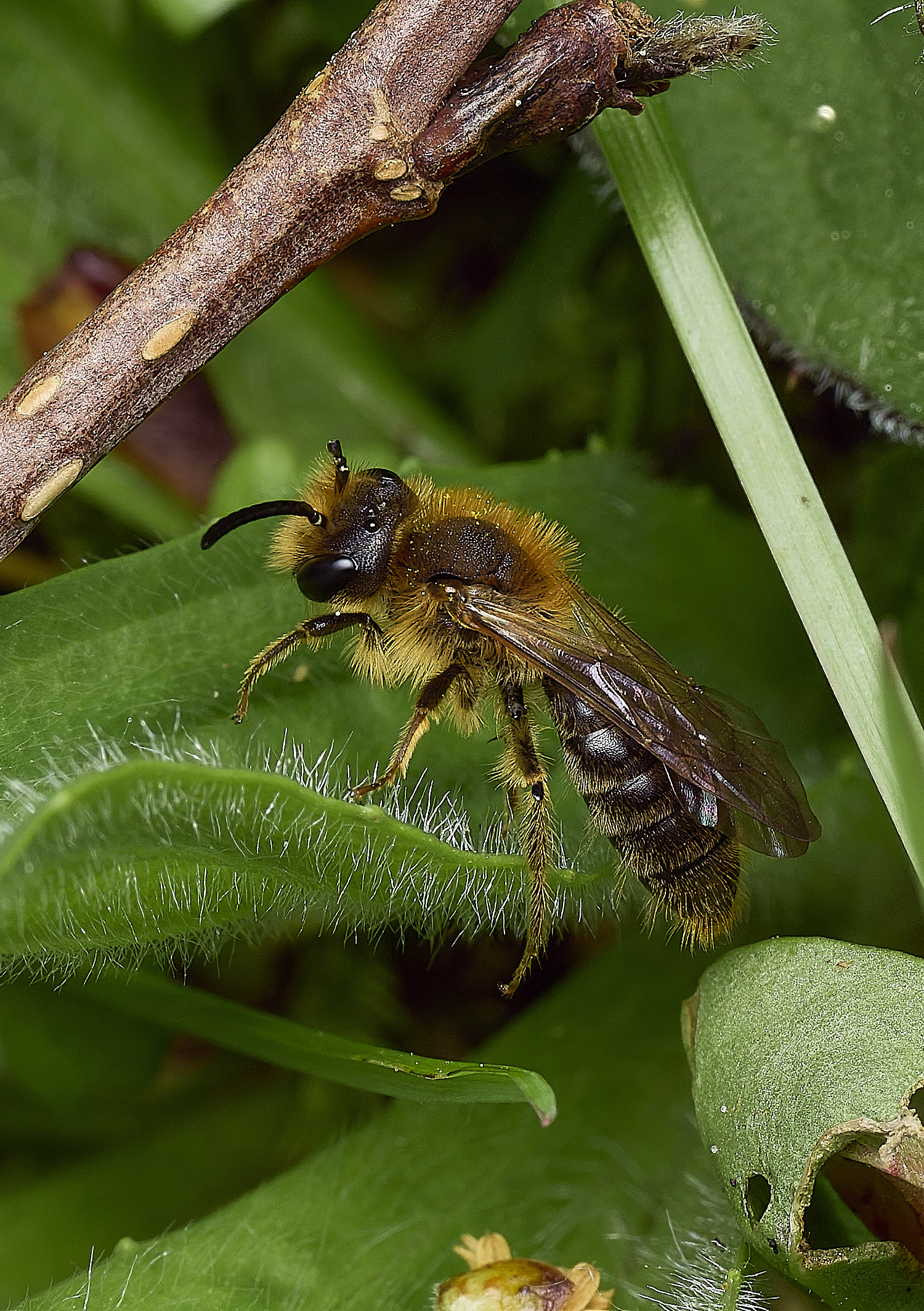 HanworthAhaemorrhoa170426-9