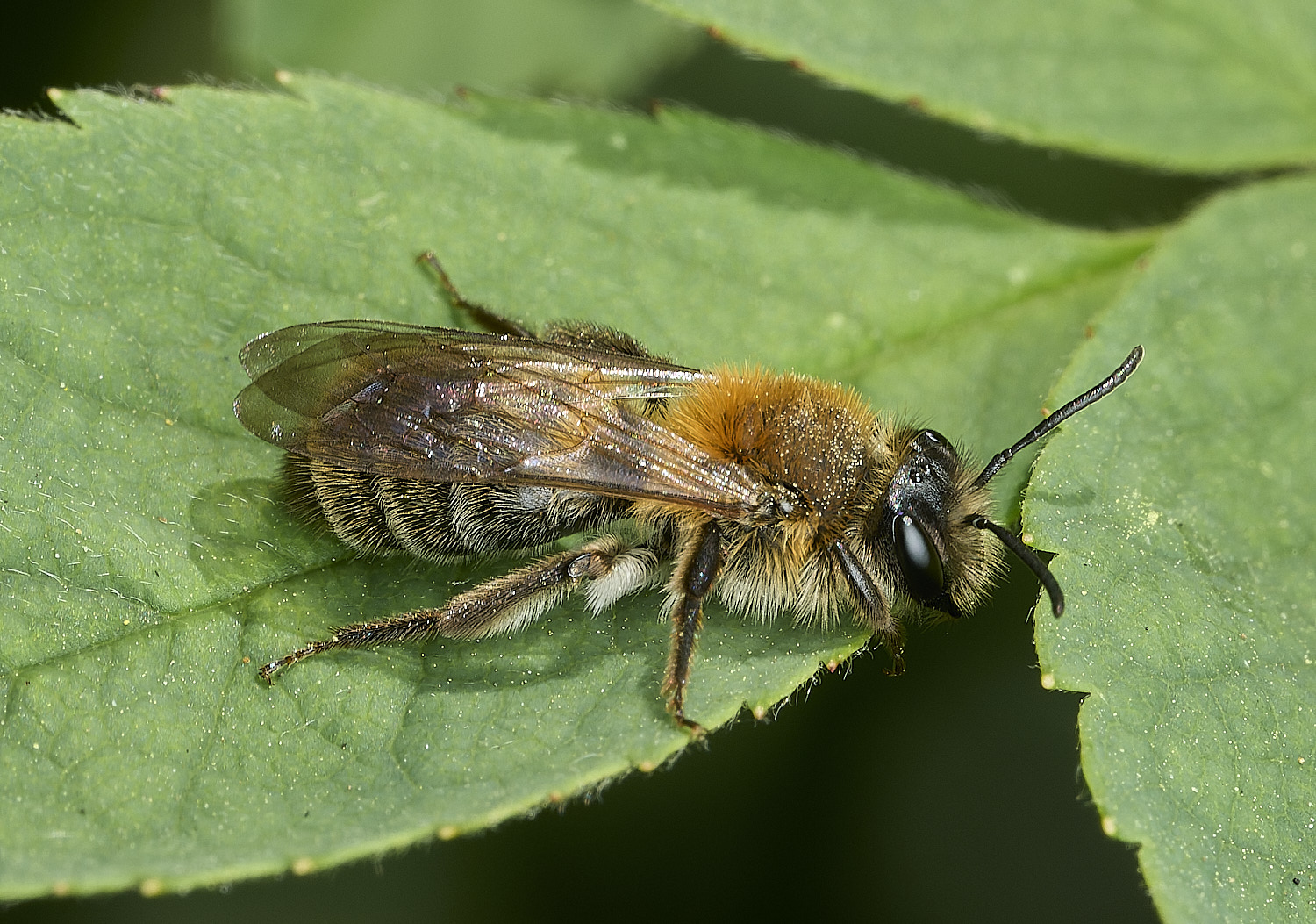 HanworthAndreanSp2100426-1 1