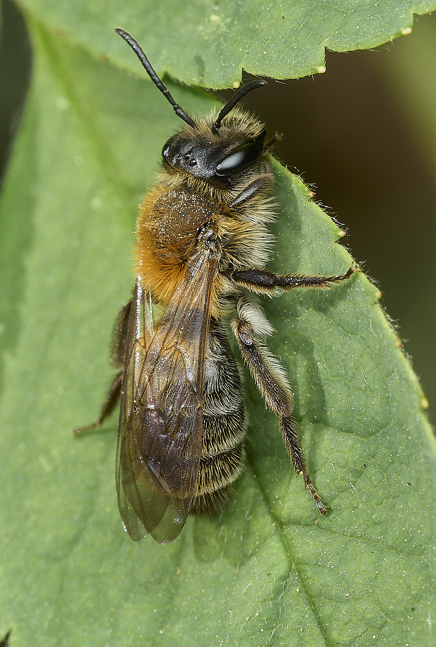 HanworthAndreanSp2100426-2