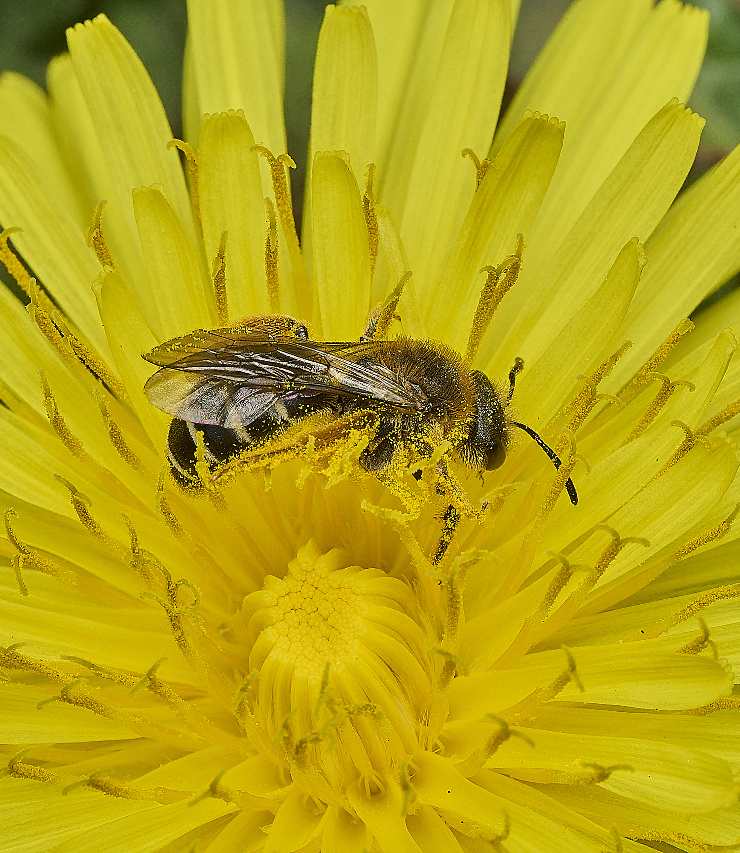 HanworthAndrenaSp090426-1