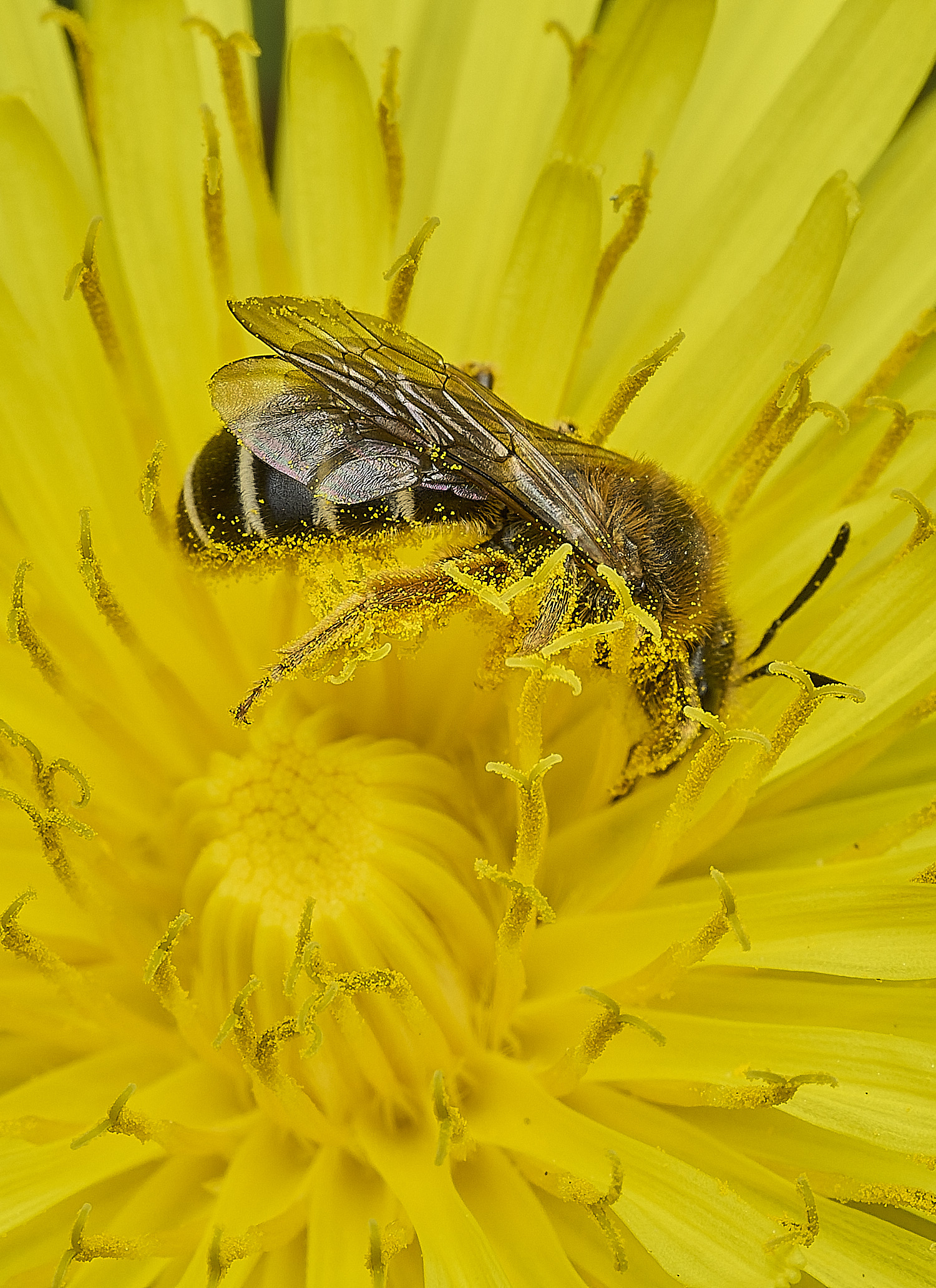 HanworthAndrenaSp090426-2