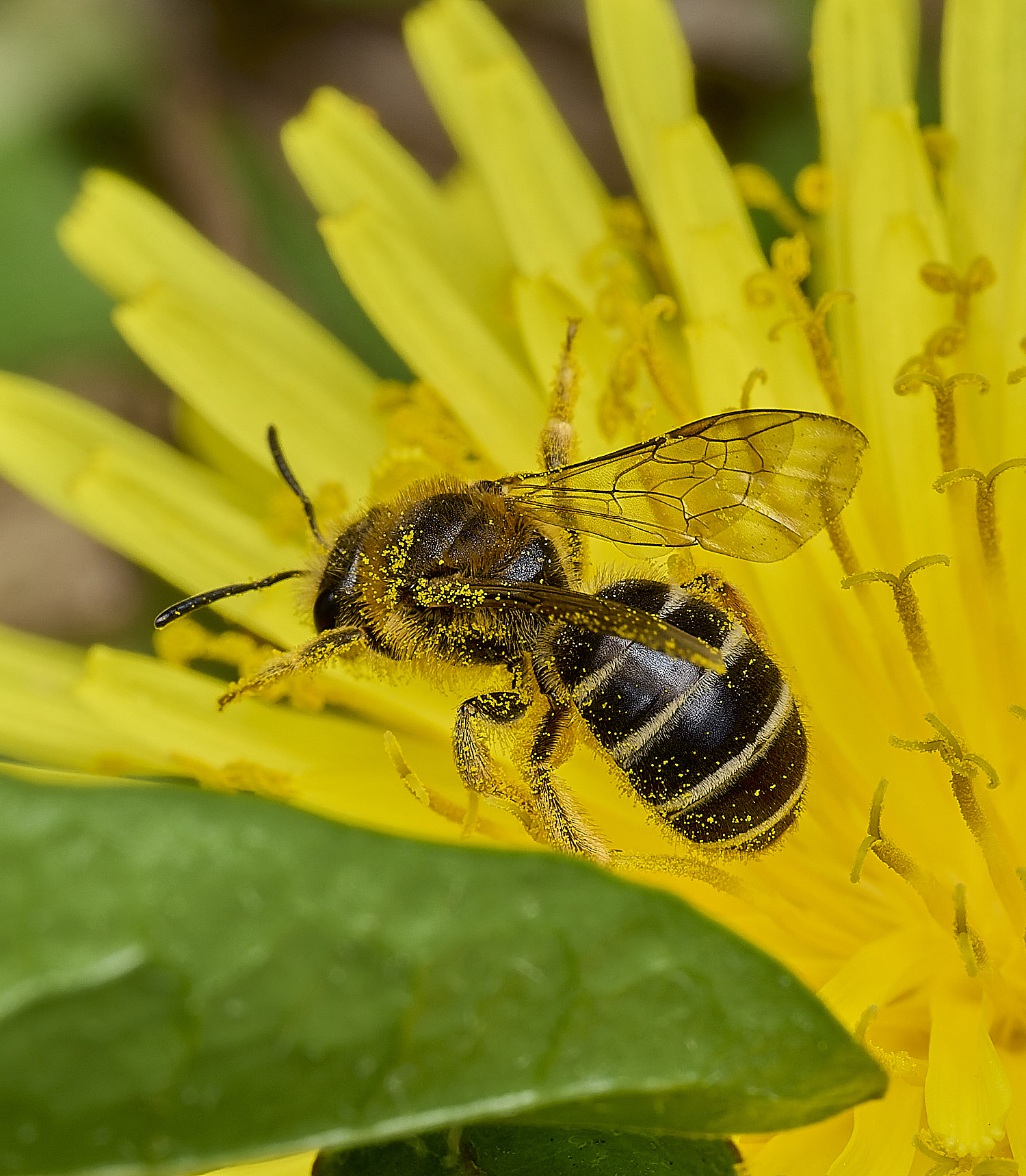 HanworthAndrenaSp090426-3