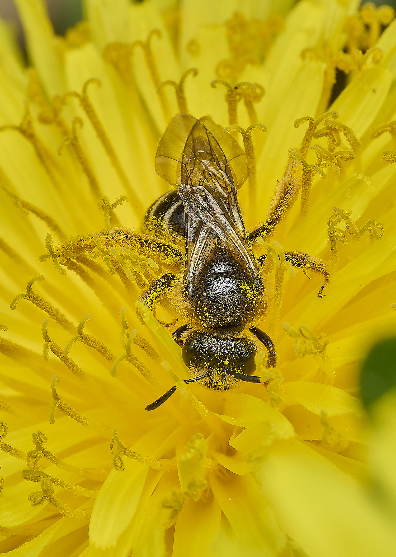 HanworthAndrenaSp090426-4