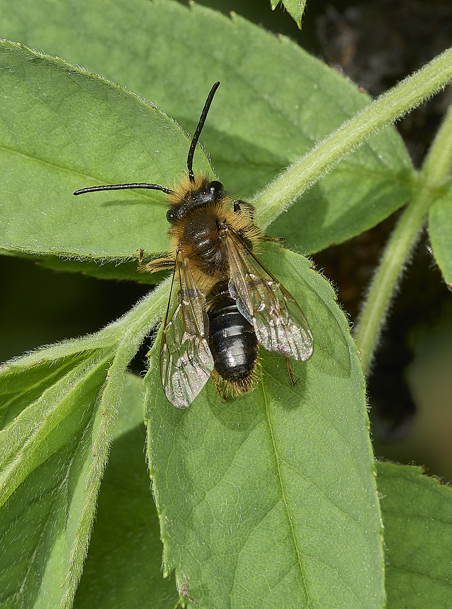 HanworthAndrenaSp100426-1