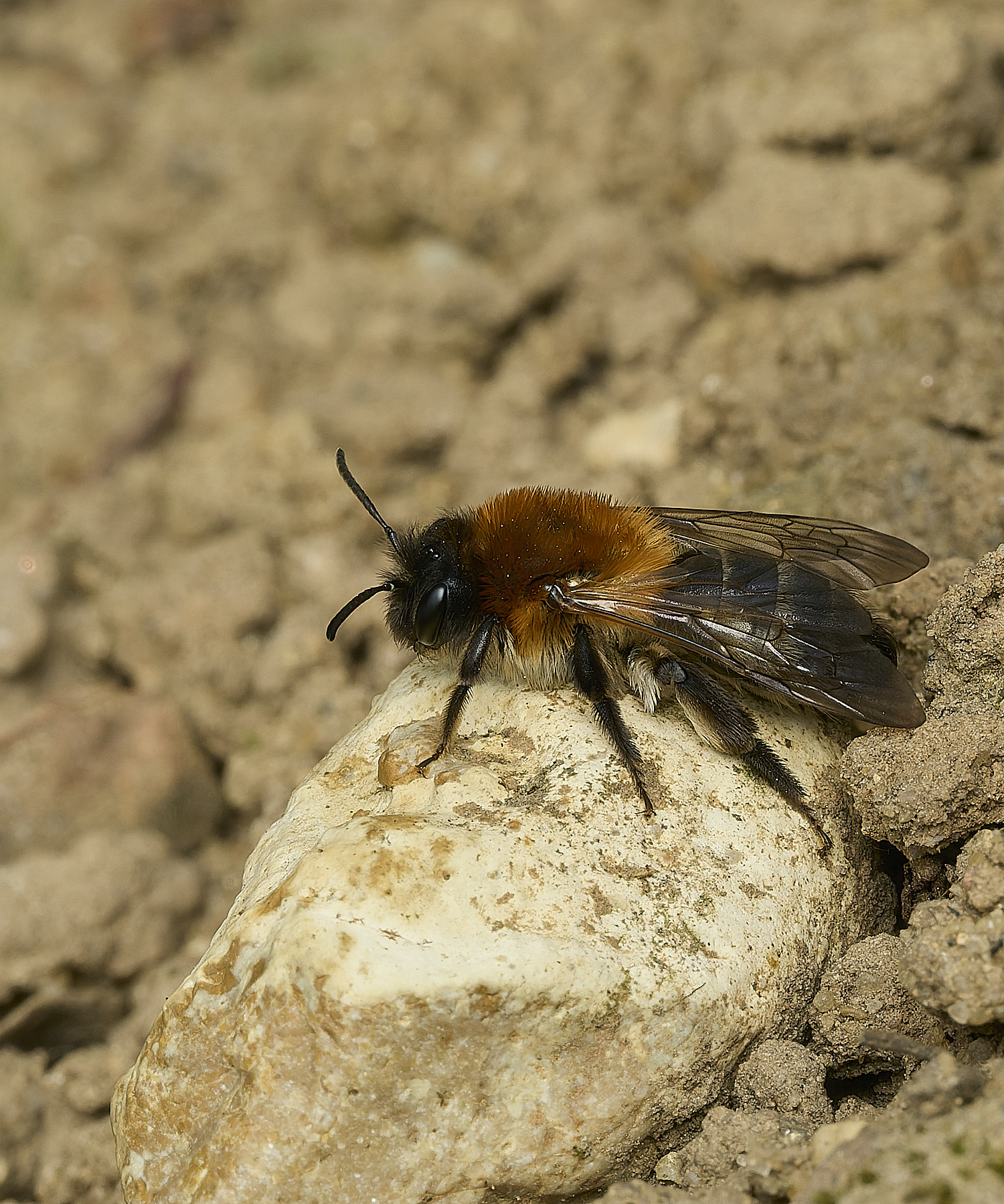 HanworthAnitida090426-1