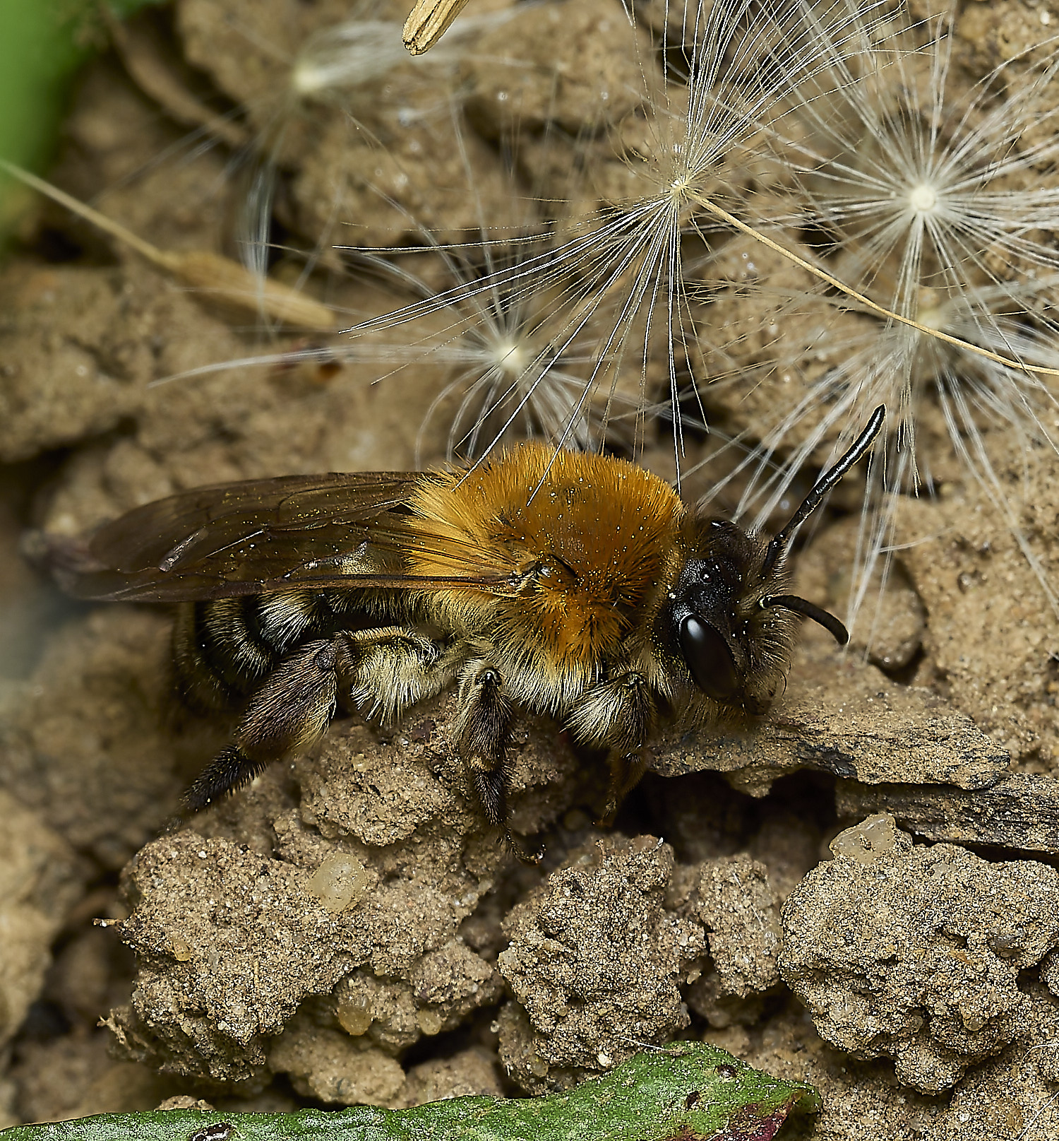 HanworthAnitida17042-1