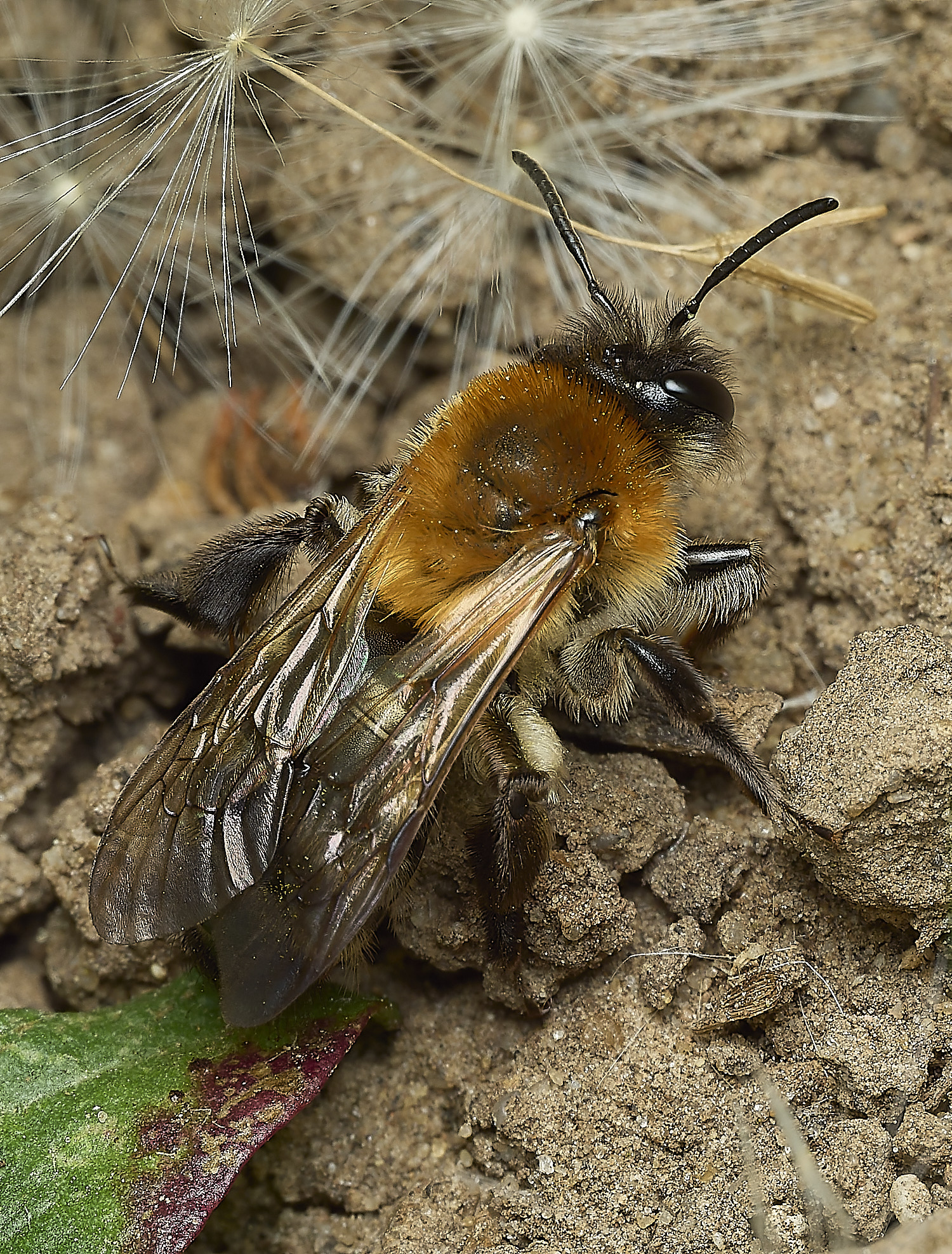 HanworthAnitida17042-2