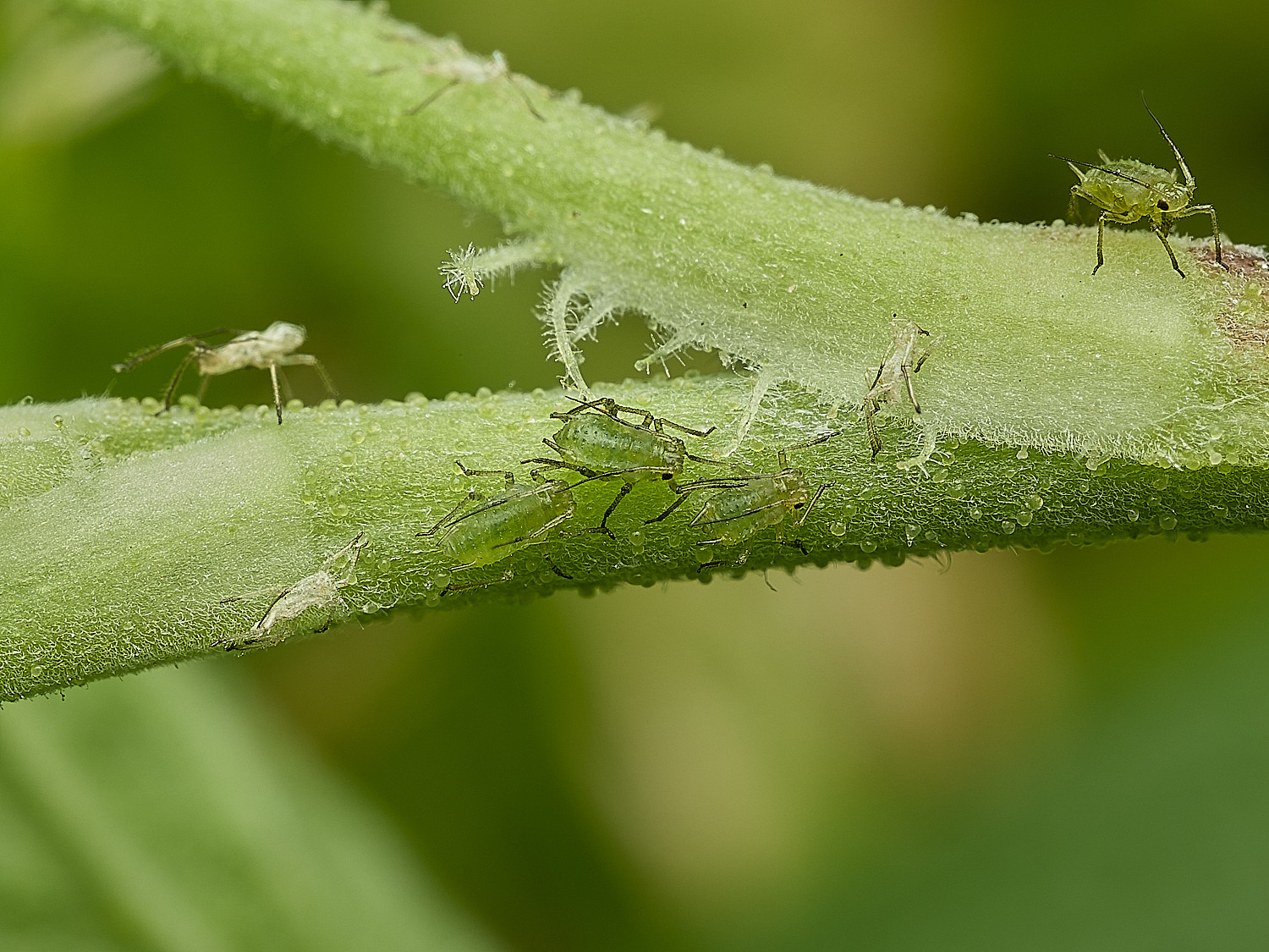 HanworthAphid090526-1