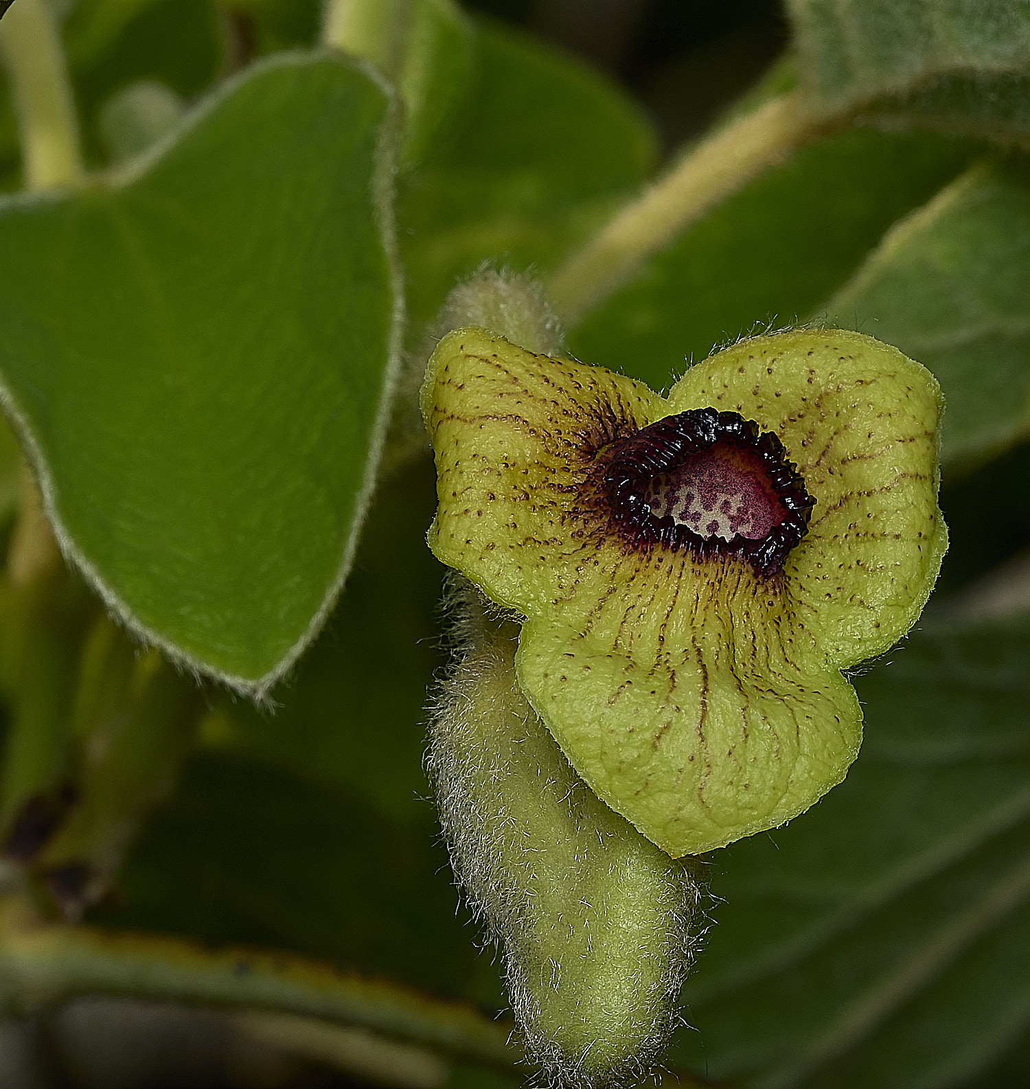 HanworthAristolochia299526-1