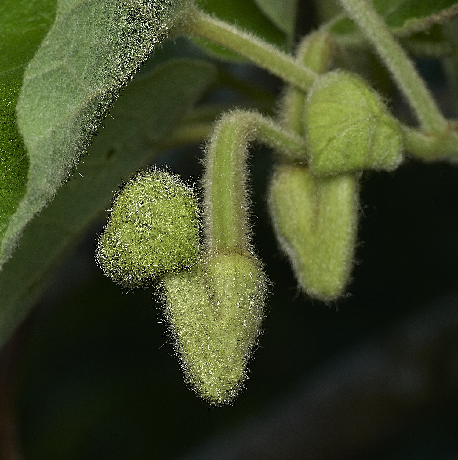 HanworthAristolochia299526-6