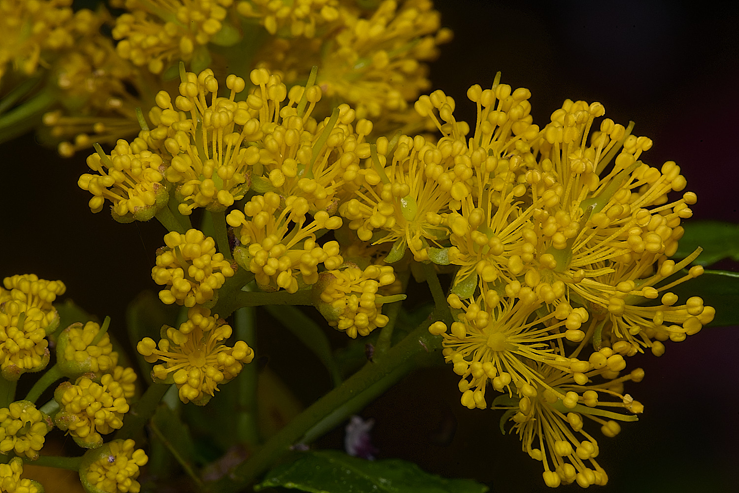 HanworthAzorella090526-1