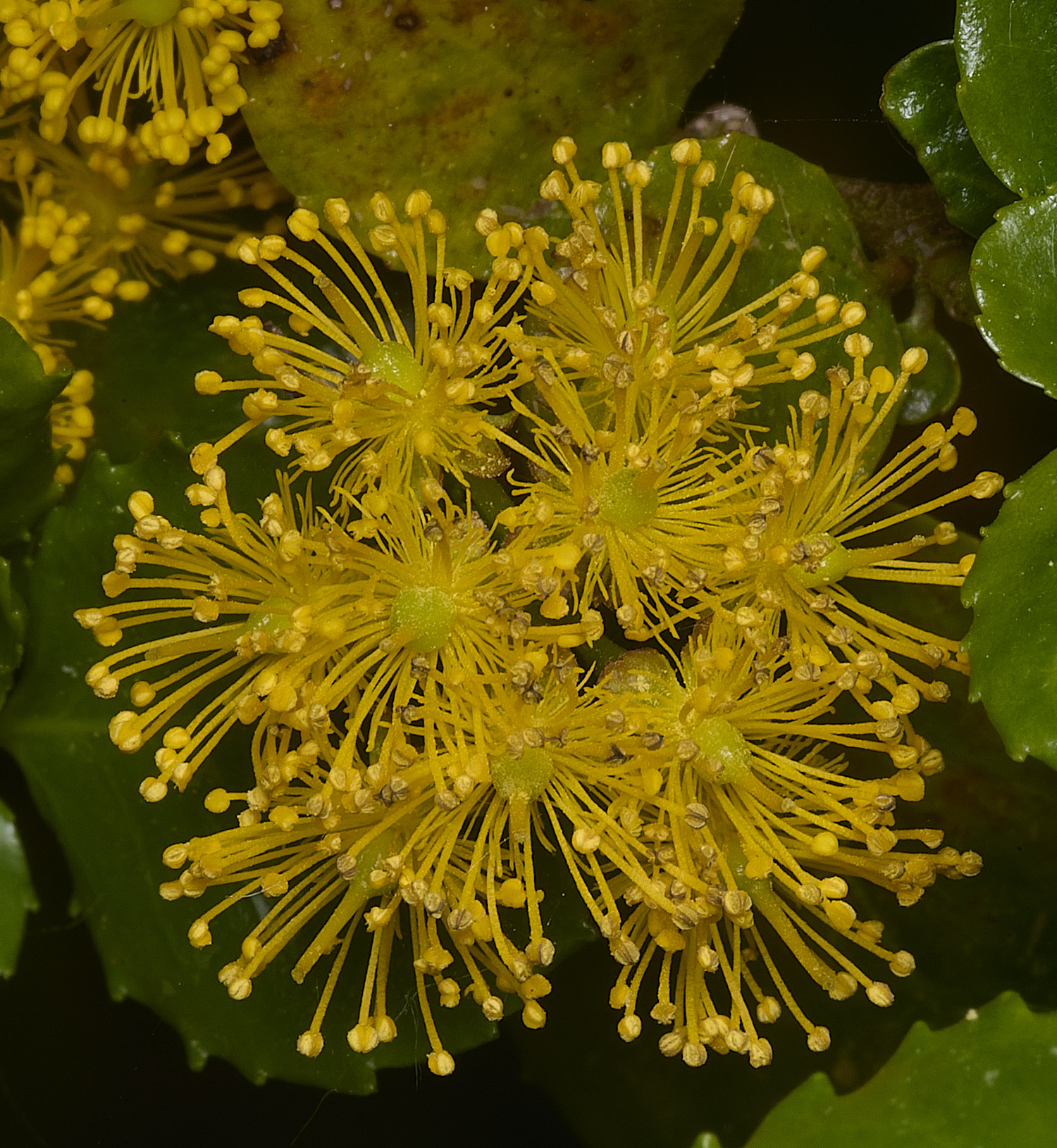 HanworthAzorella090526-3