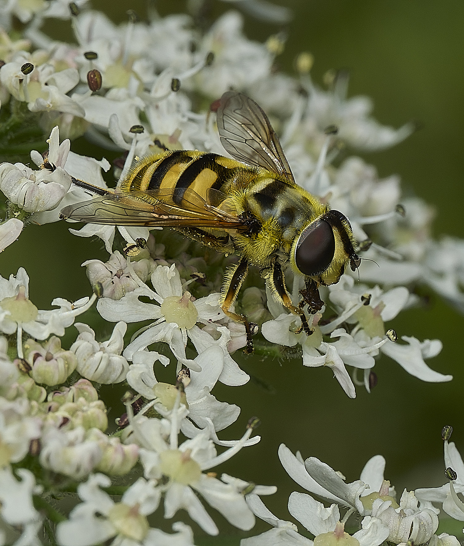 HanworthBatmanHoverfly200726-1