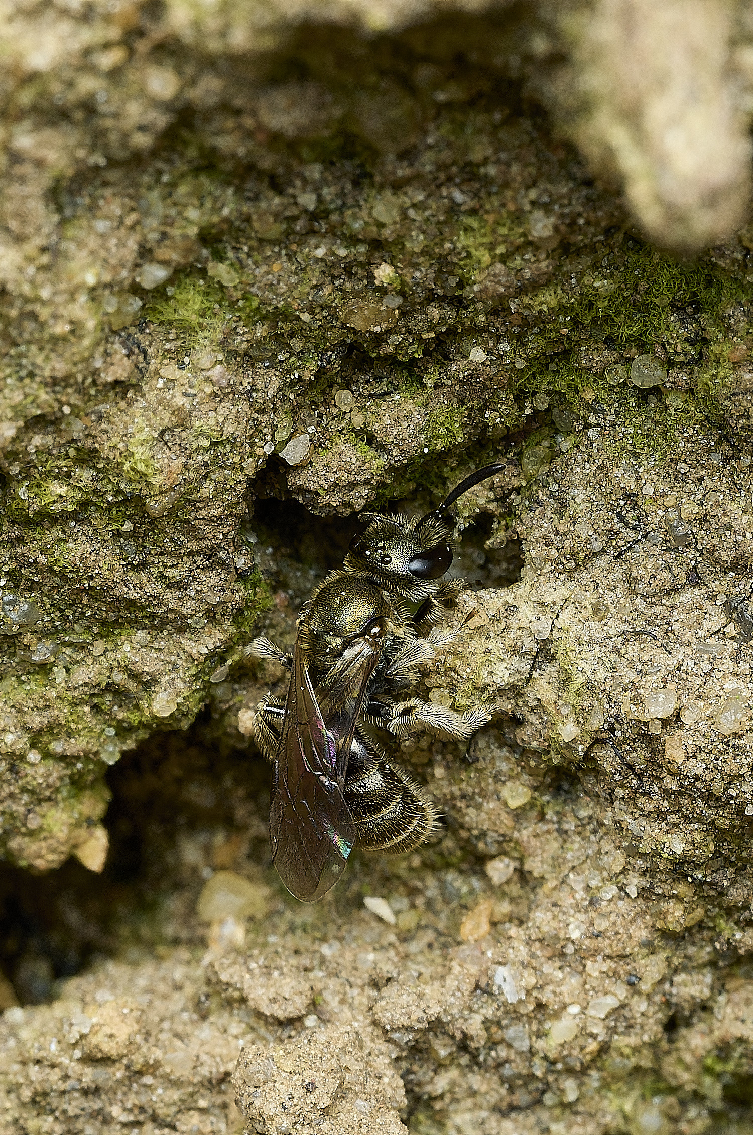 HanworthBee1040426-1